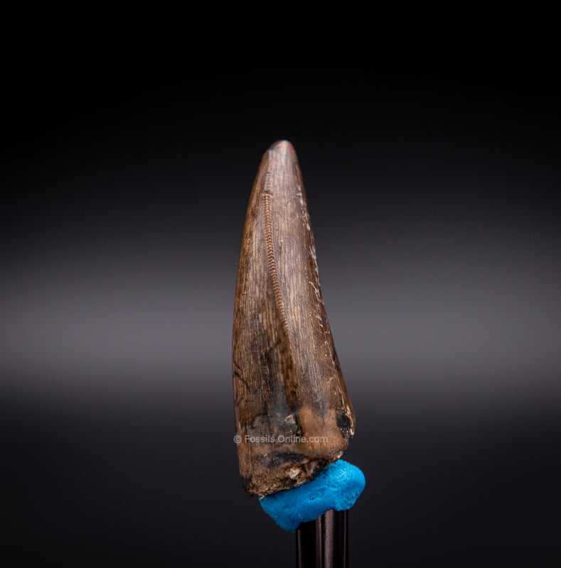 Judith River Genuine Serrated Tyrannosaur Tooth 1.49"
