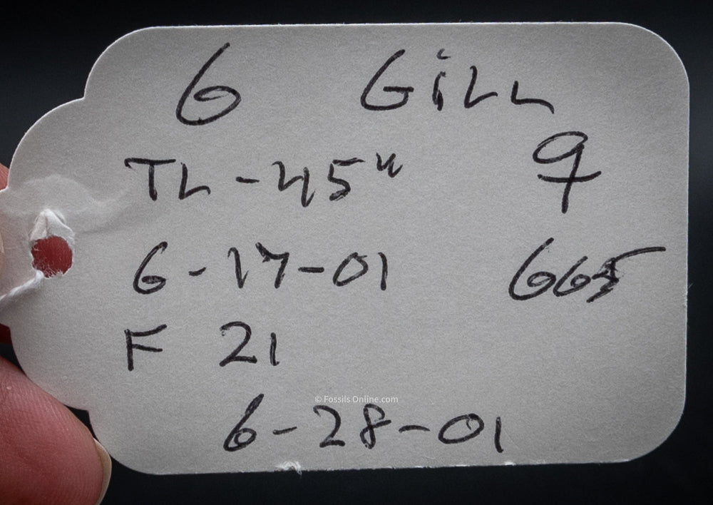 Sixgill Shark Jaw w/DATA