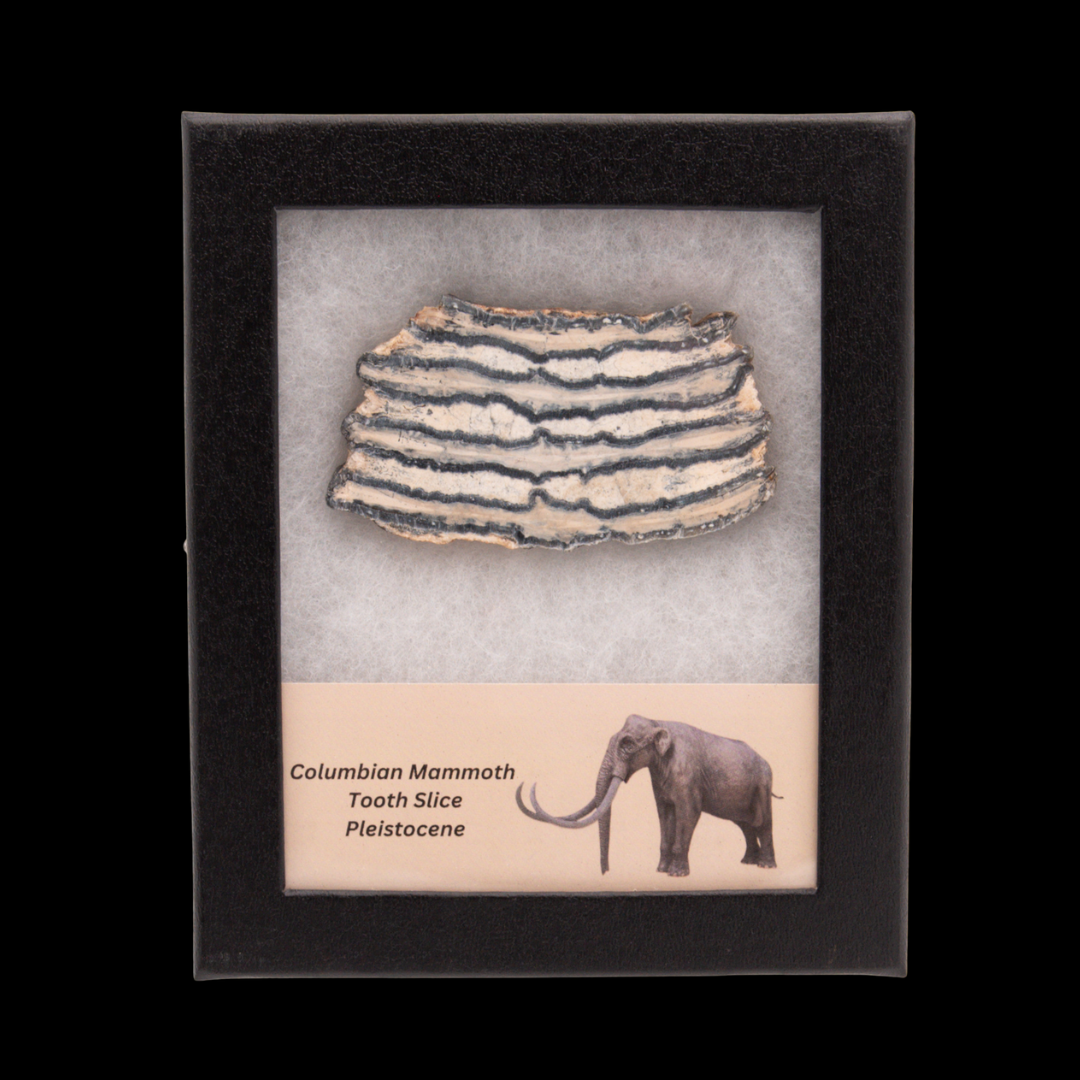 Columbian Mammoth Tooth Slice