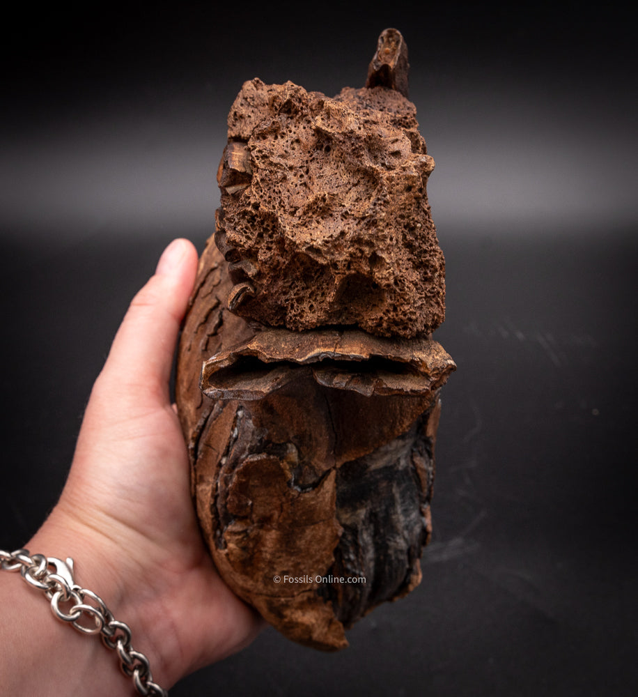 Rooted Mammoth Tooth in a Jaw from Siberia