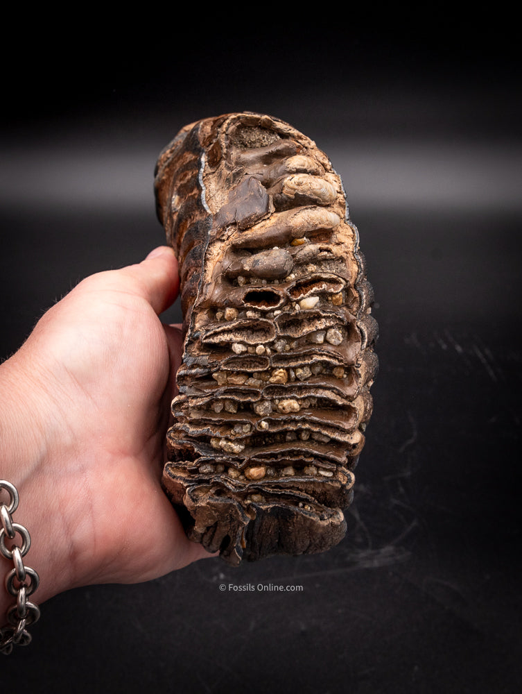 Mammoth Tooth from Siberia