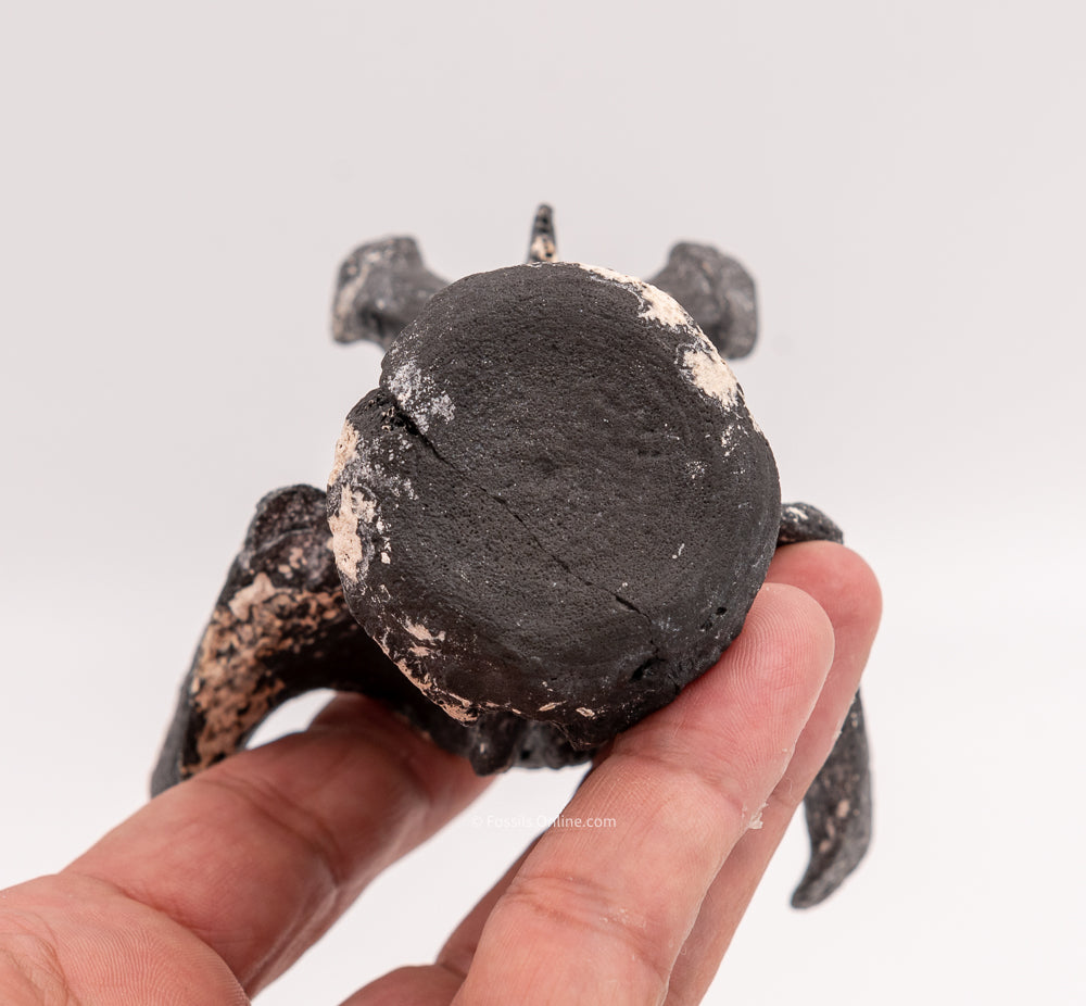 Ultra Rare Fossil Glyptodont Vertebra