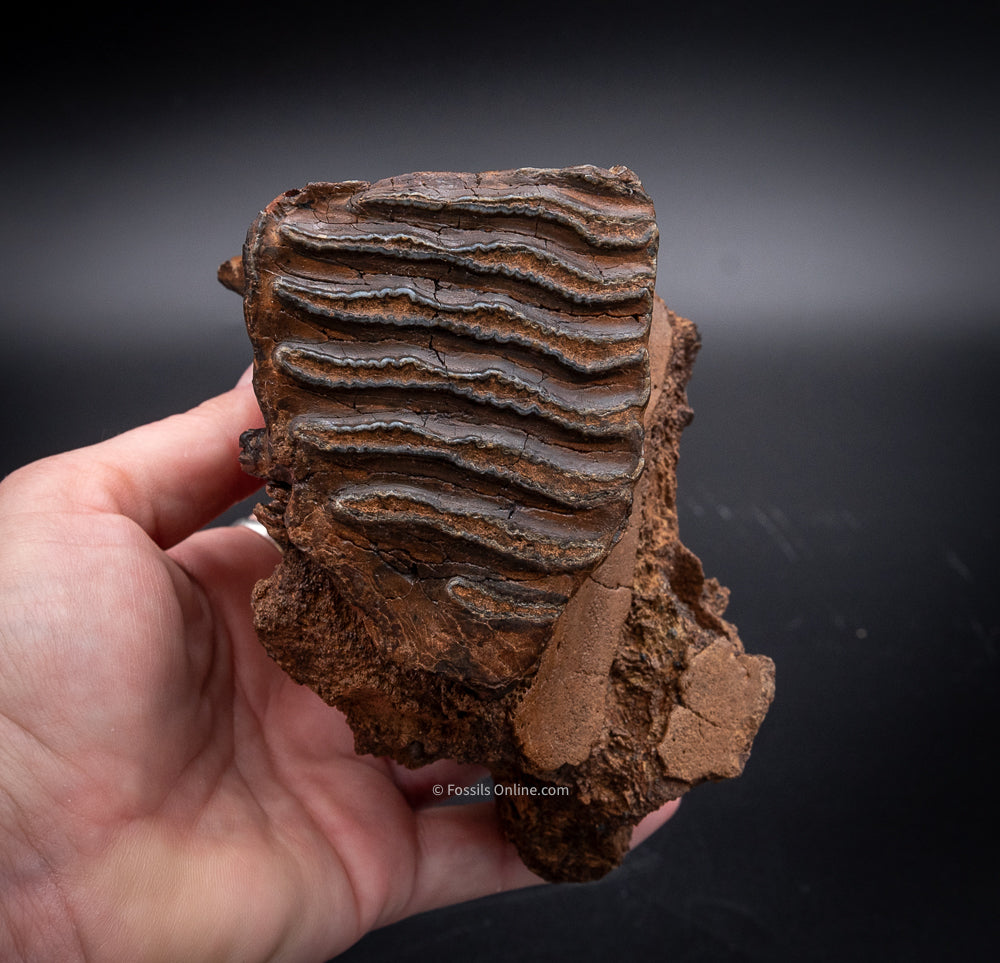 Rooted Juvenile Mammoth Tooth in a Piece of Skull from Siberia