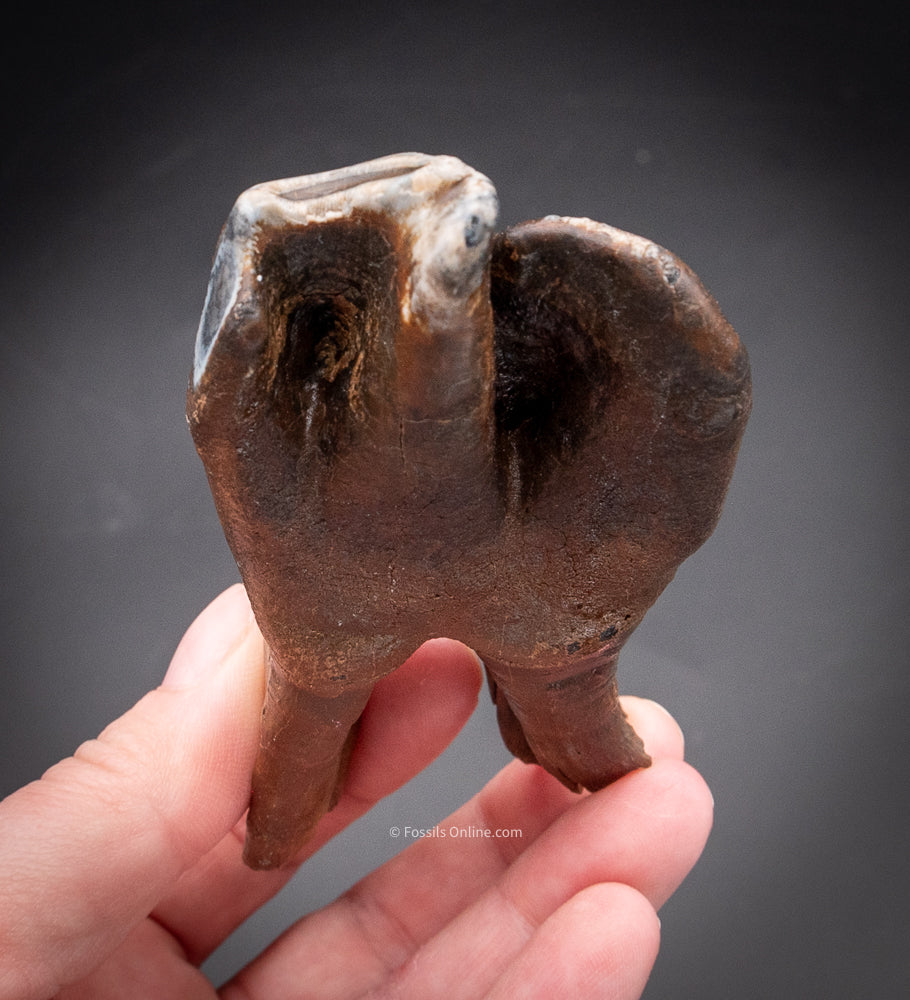 Great Woolly Rhino Tooth w/ Roots