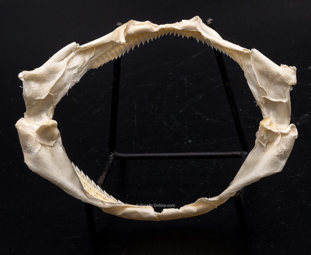 Gulper shark Jaw w/DATA
