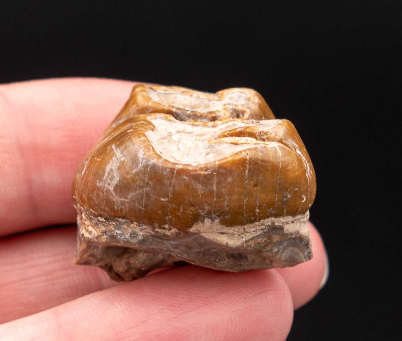 Fossil Dugong Tooth Gainesville Creek