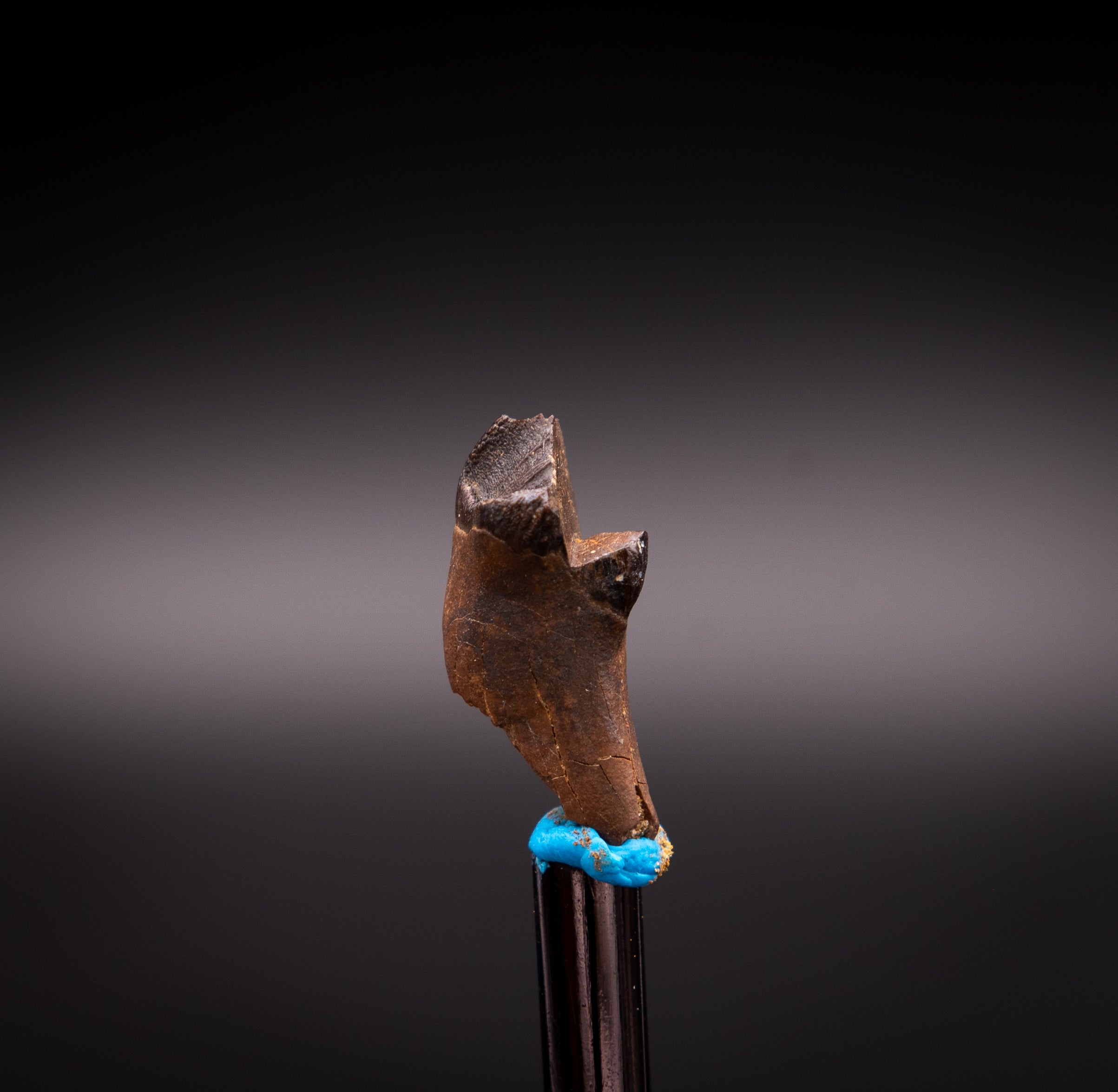 Unusual, Rooted Leptoceratops Dinosaur Tooth