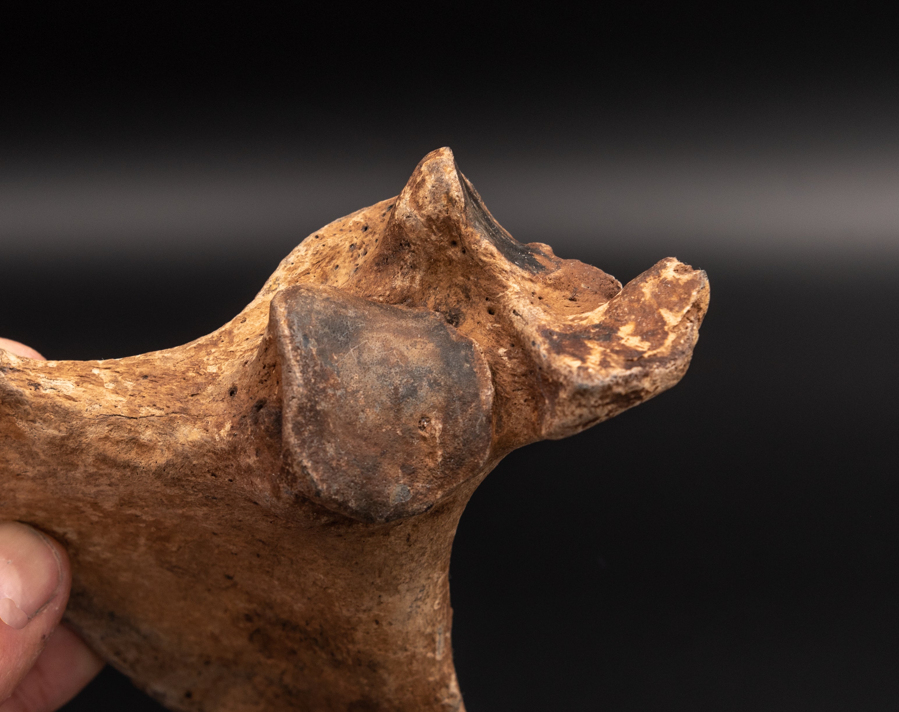 Rare Megalonyx Calcaneus Florida Fossils