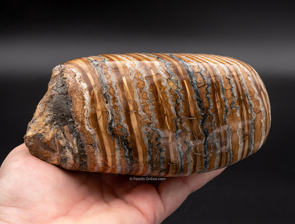 Super Polished Fossil Mammoth Tooth  from Siberia