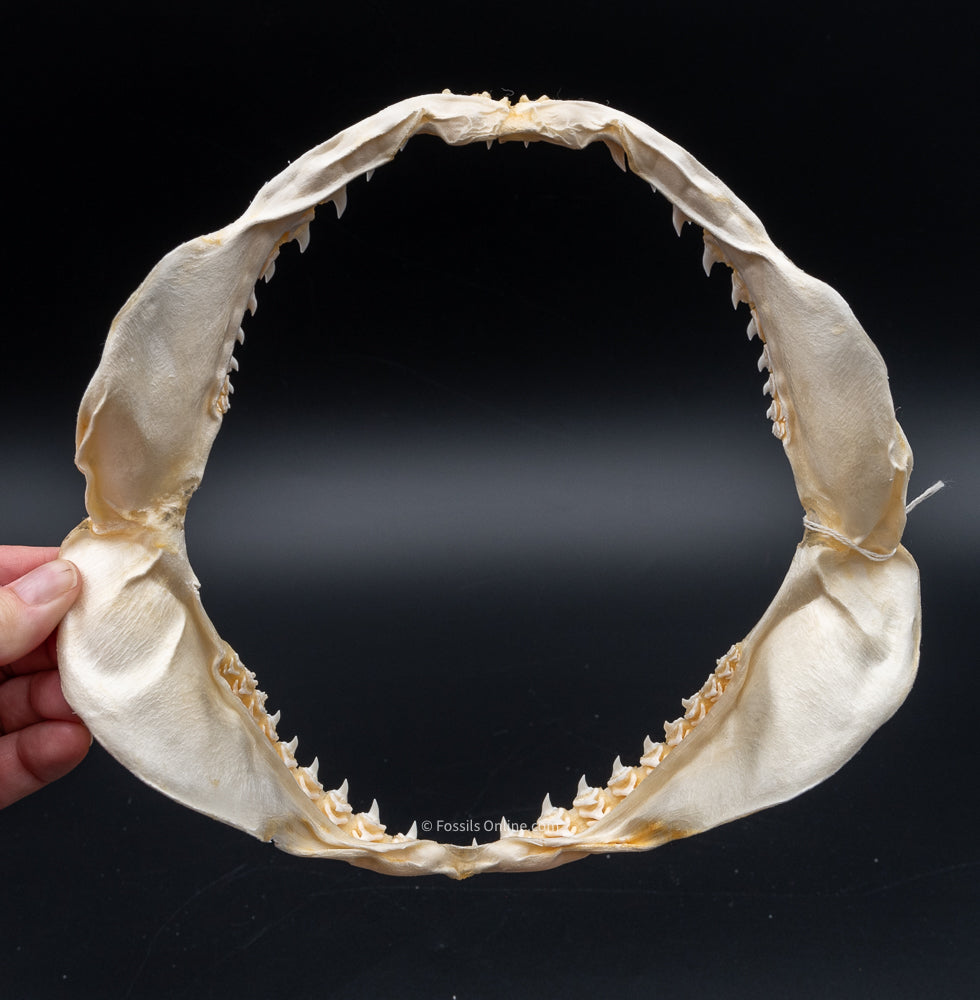 Bigeye Thresher Shark Jaw w/DATA