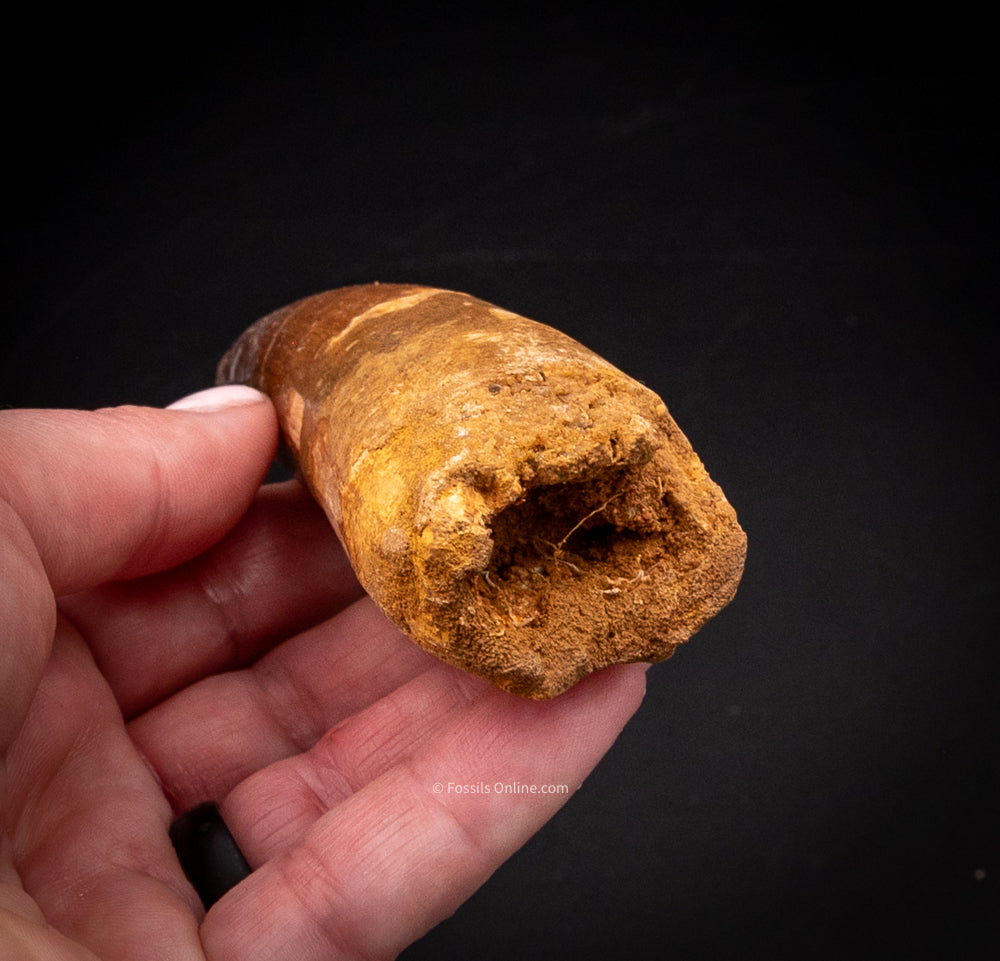 XLG Spinosaurus Dinosaur Tooth 4.24”
