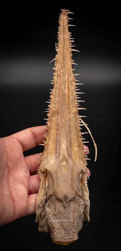 Shortnose Sawshark Bill w/DATA