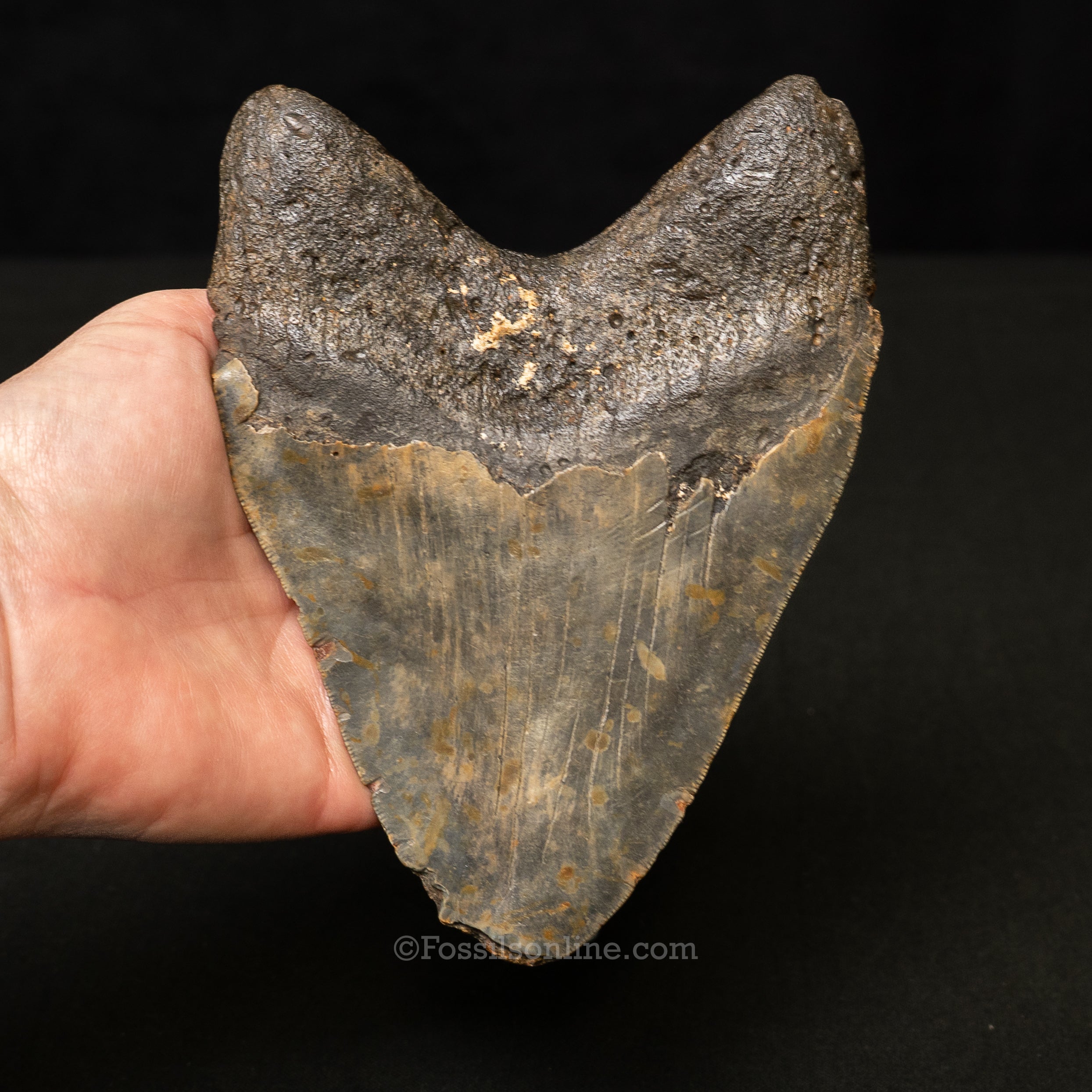 North Carolina Megalodon 6.06"