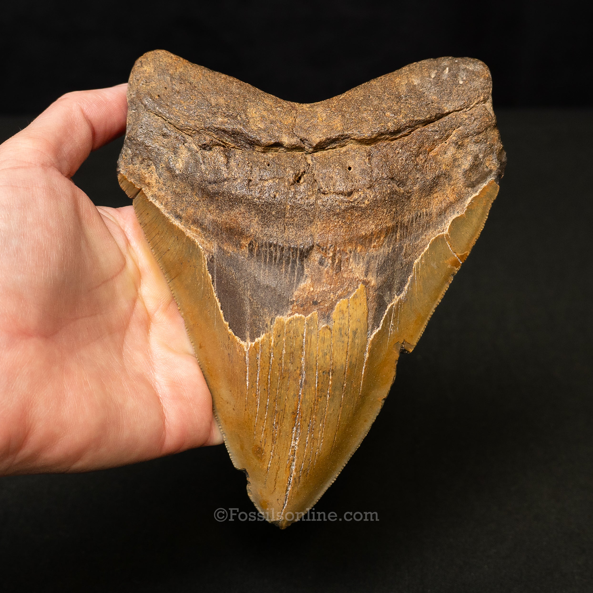 North Carolina Megalodon 6.11"