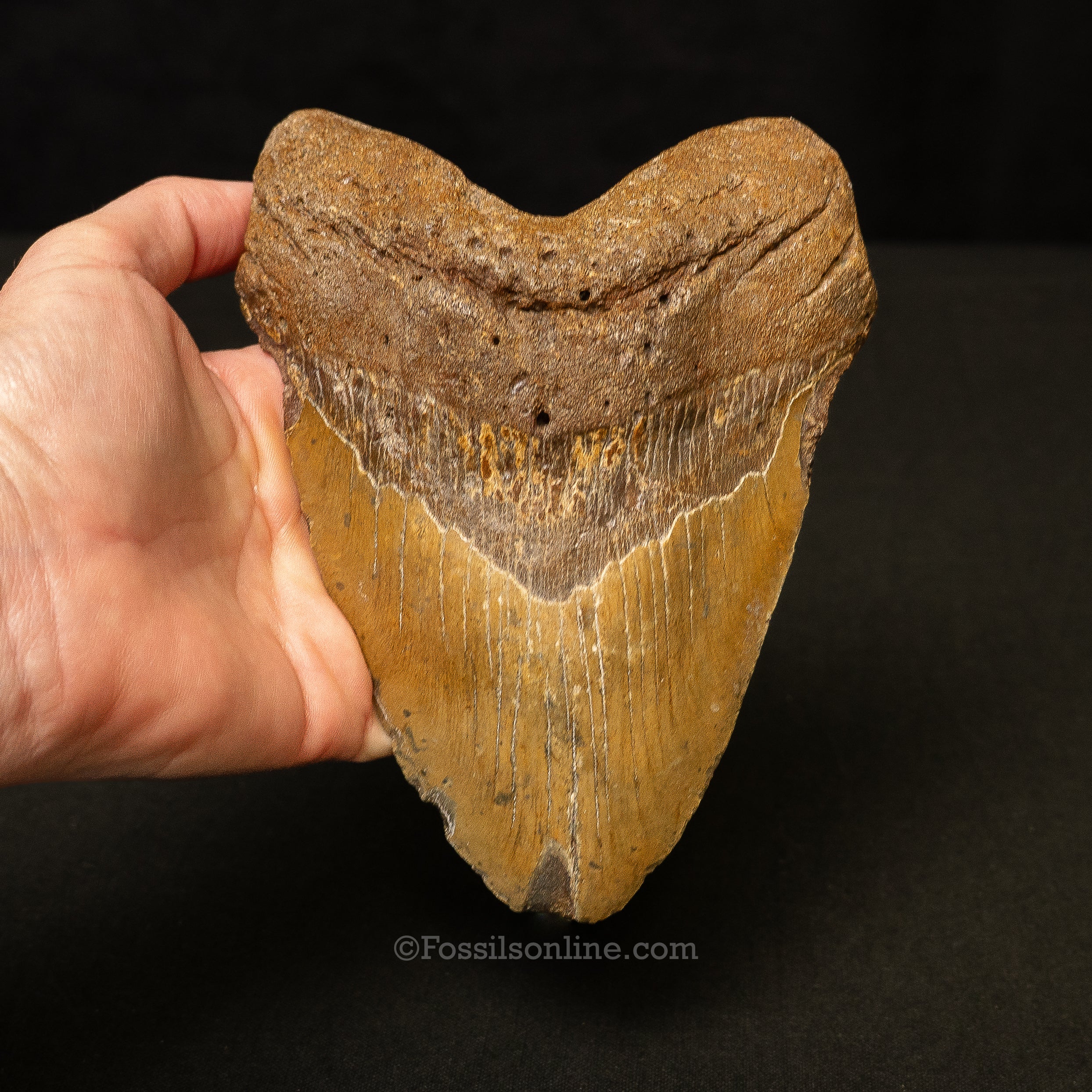 North Carolina Megalodon 6.2"