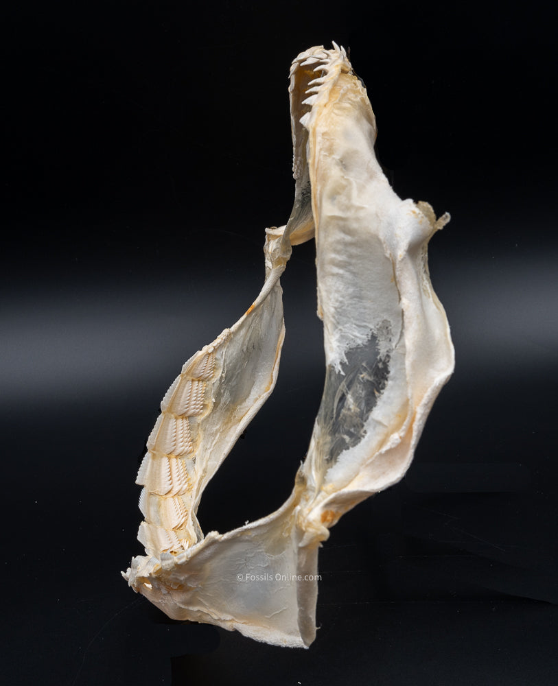 Sixgill Shark Jaw