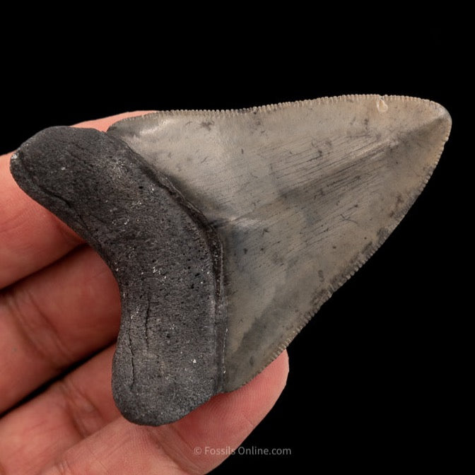 Venice Megalodon Shark Tooth