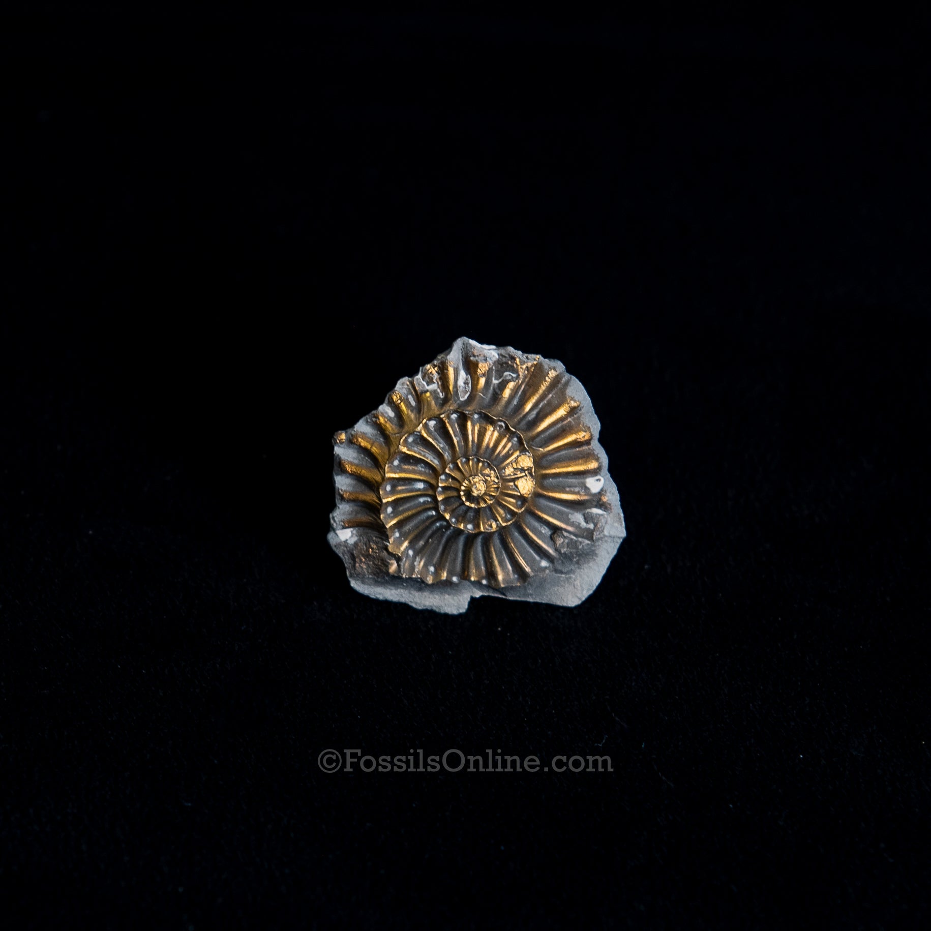 Fossil Pyritized Ammonite Negative Pleuroceras Jurassic Germany