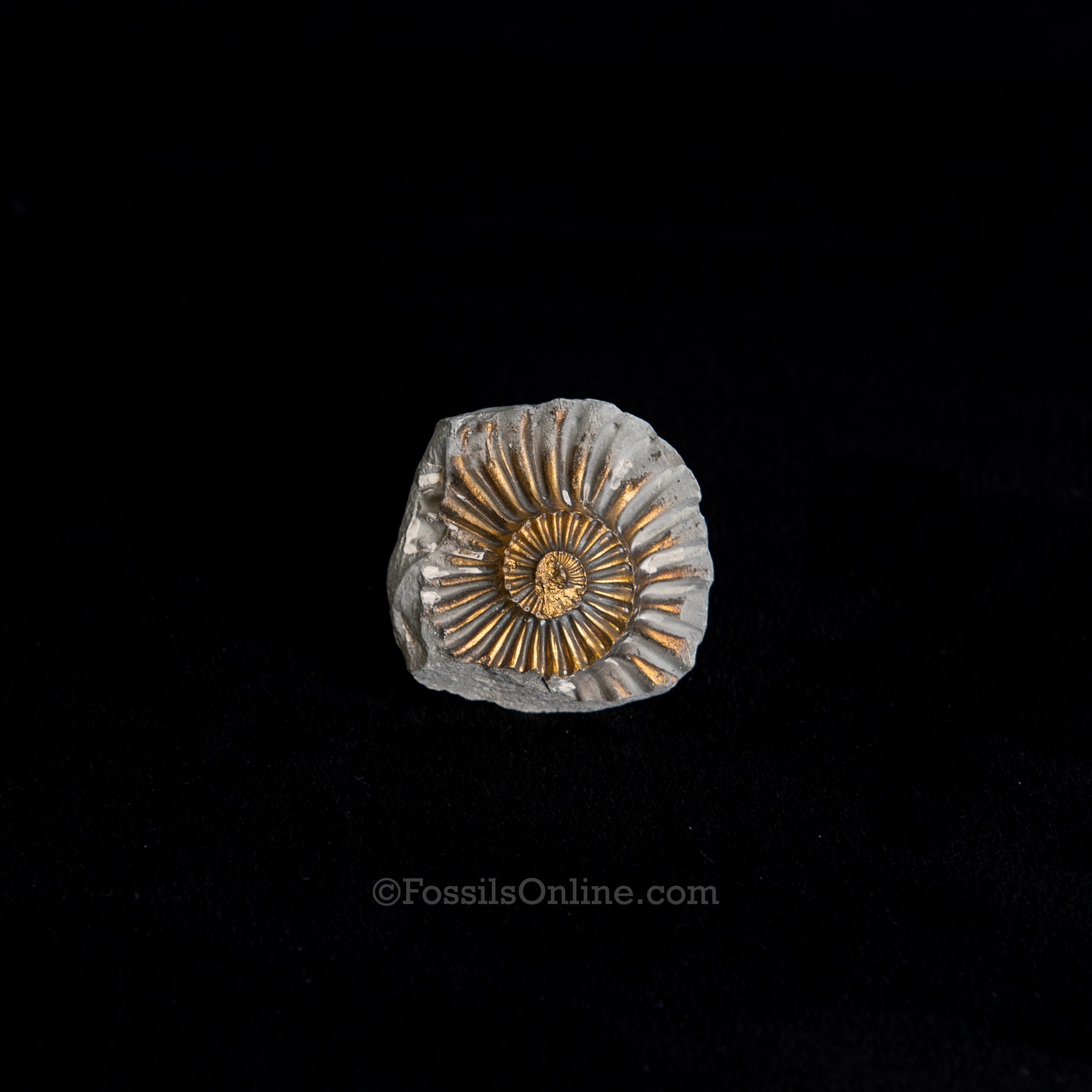 Fossil Pyritized Ammonite Negative Pleuroceras Jurassic Germany