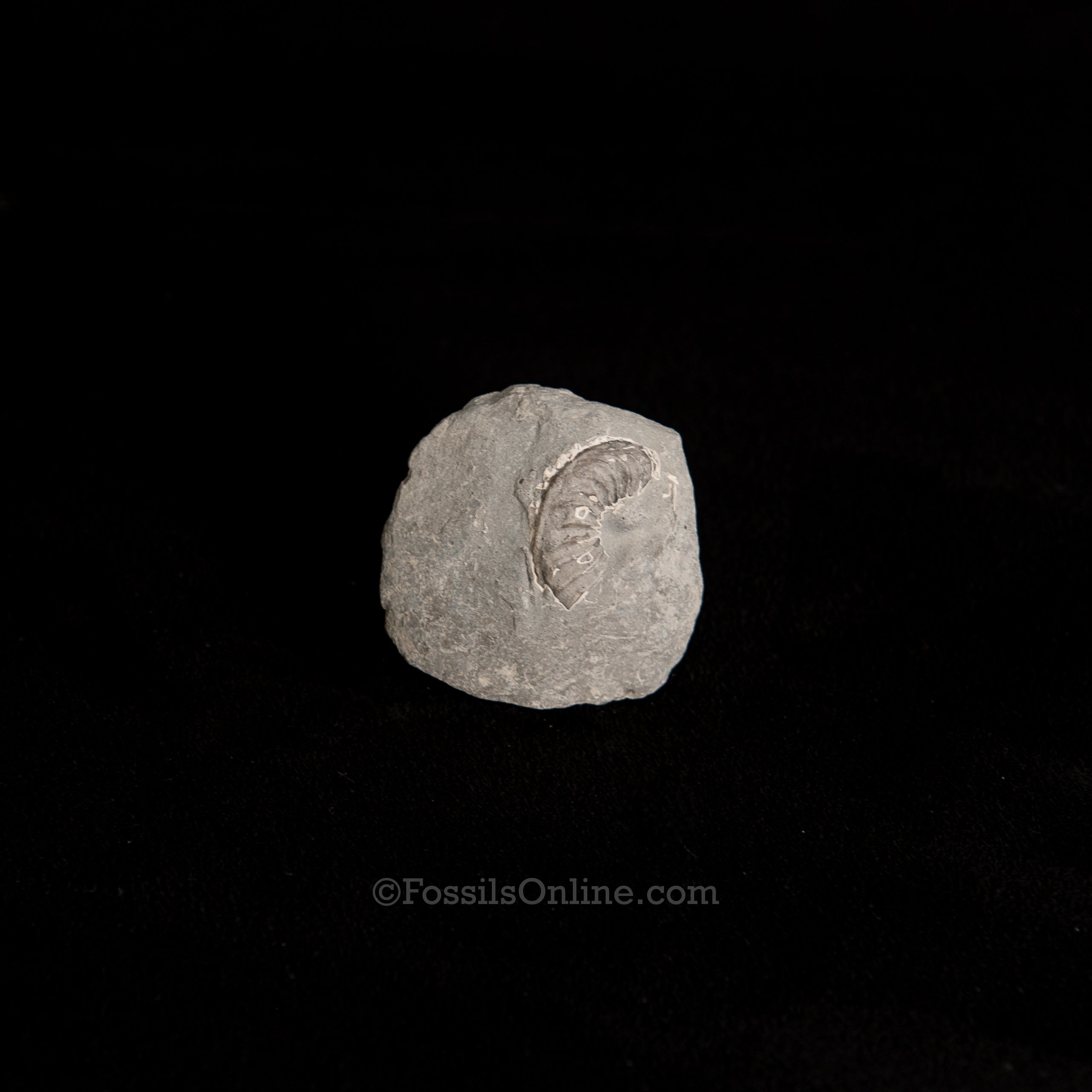 Fossil Pyritized Ammonite Negative Pleuroceras Jurassic Germany