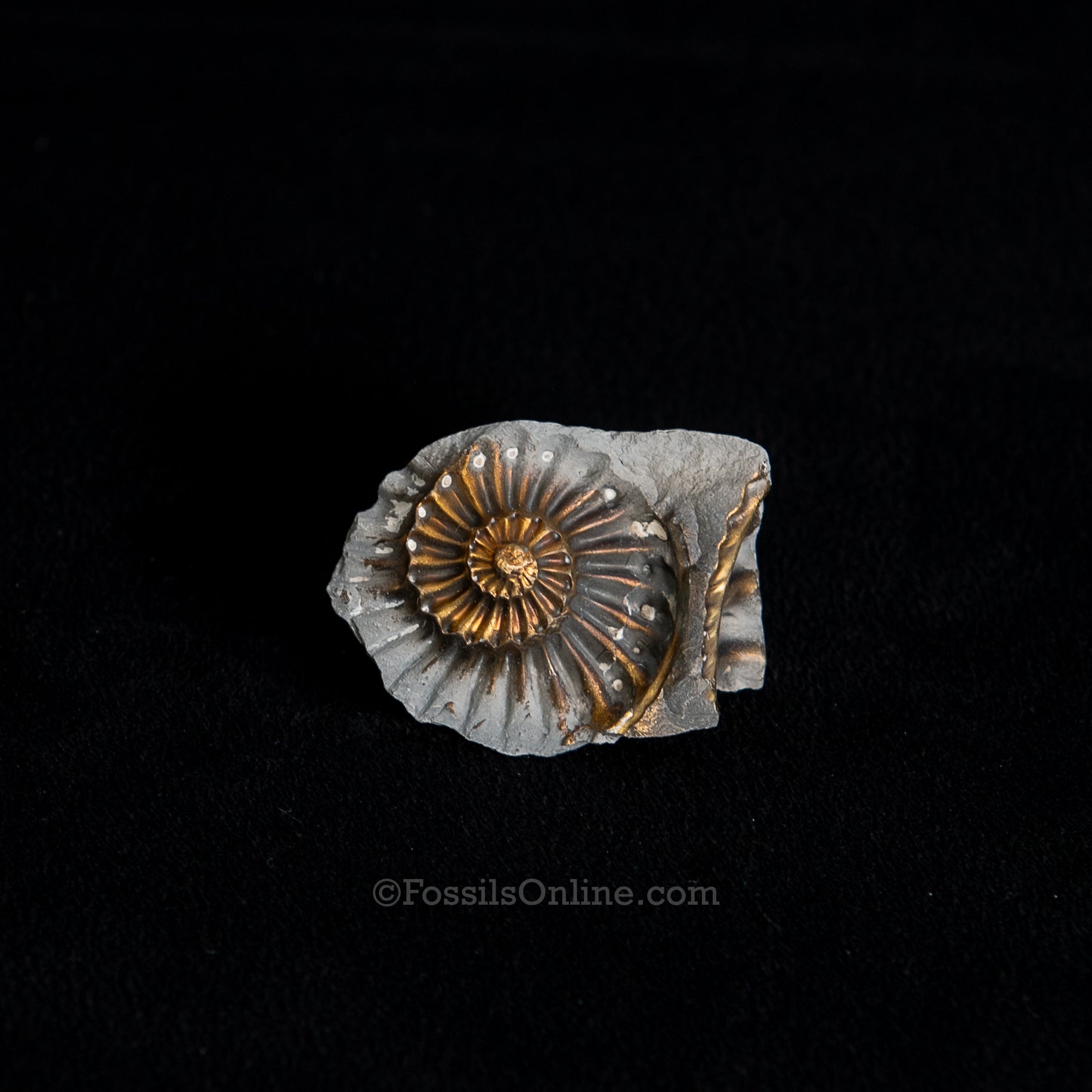 Fossil Pyritized Ammonite Negative Pleuroceras Jurassic Germany