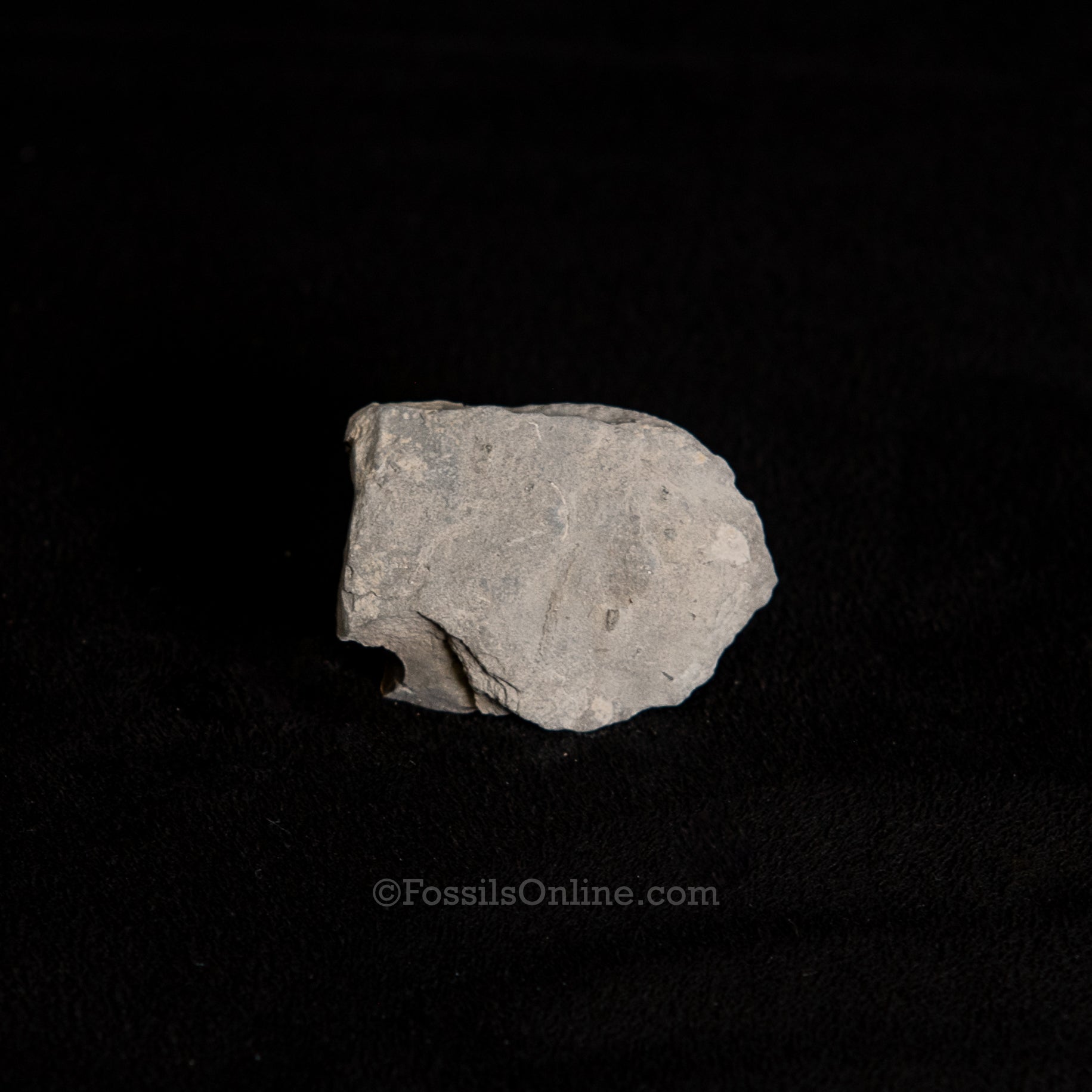 Fossil Pyritized Ammonite Negative Pleuroceras Jurassic Germany