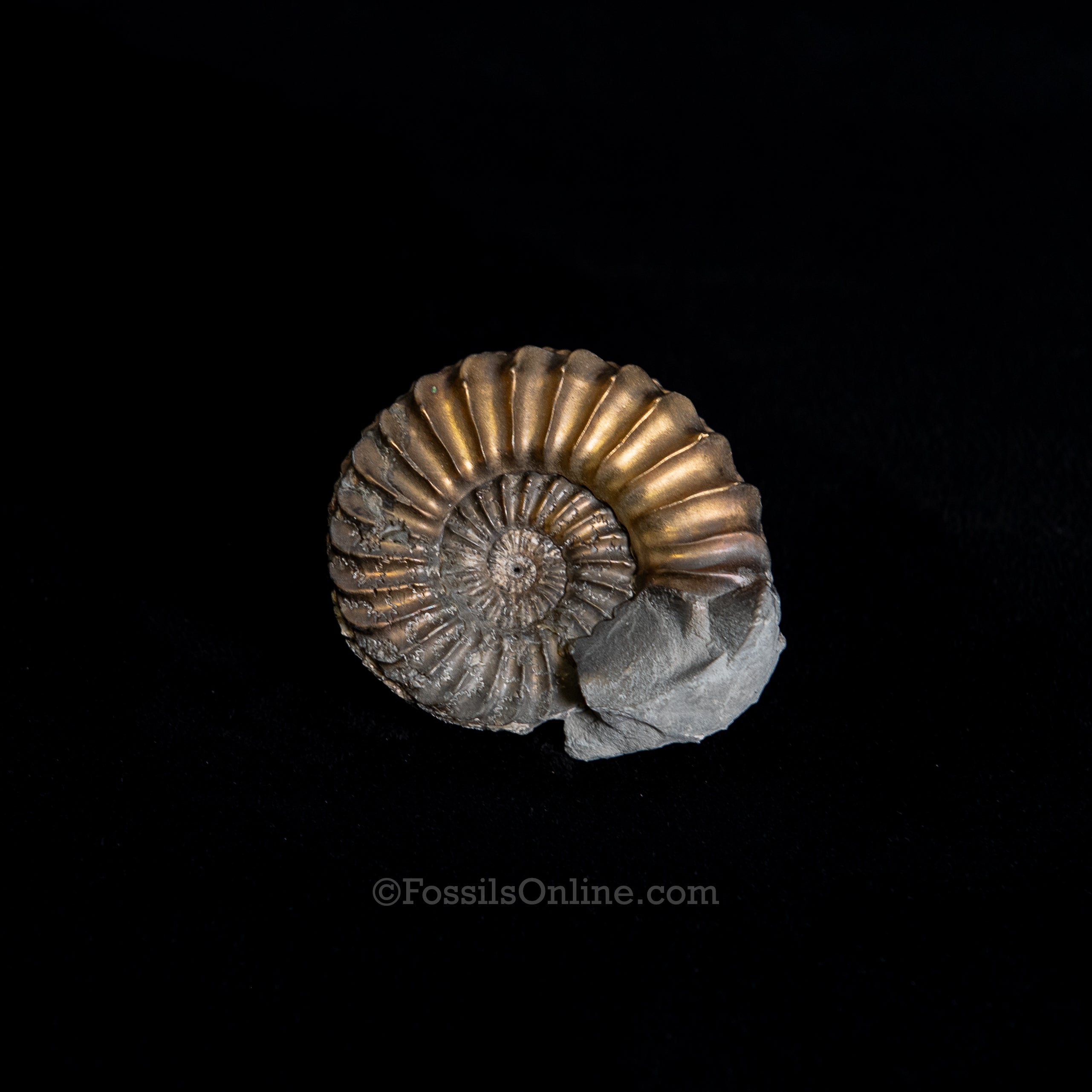 Fossil Pyritized Ammonite Pleuroceras Jurassic Germany