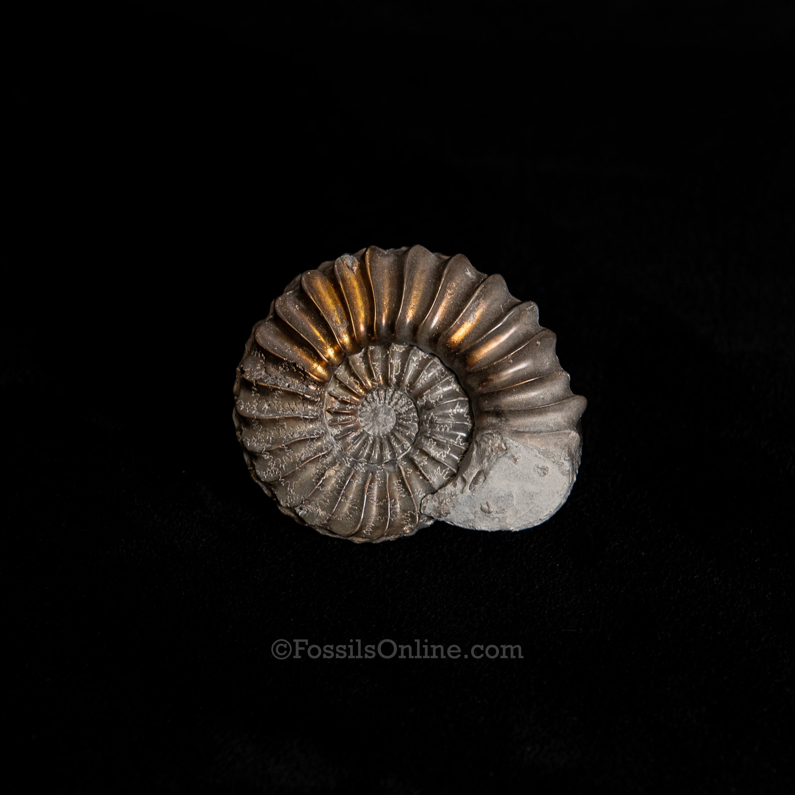 Fossil Pyritized Ammonite Pleuroceras Jurassic Germany
