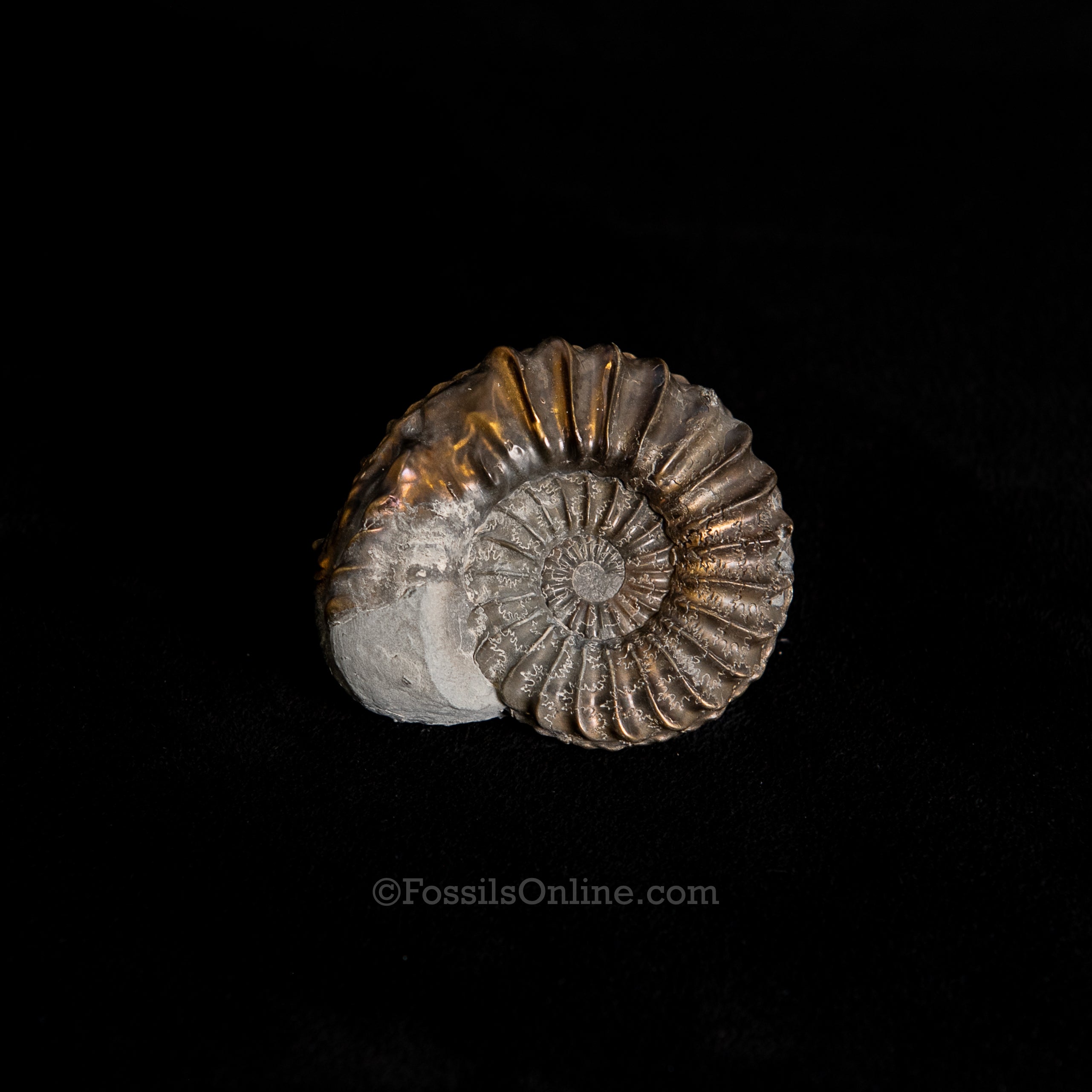 Fossil Pyritized Ammonite Pleuroceras Jurassic Germany