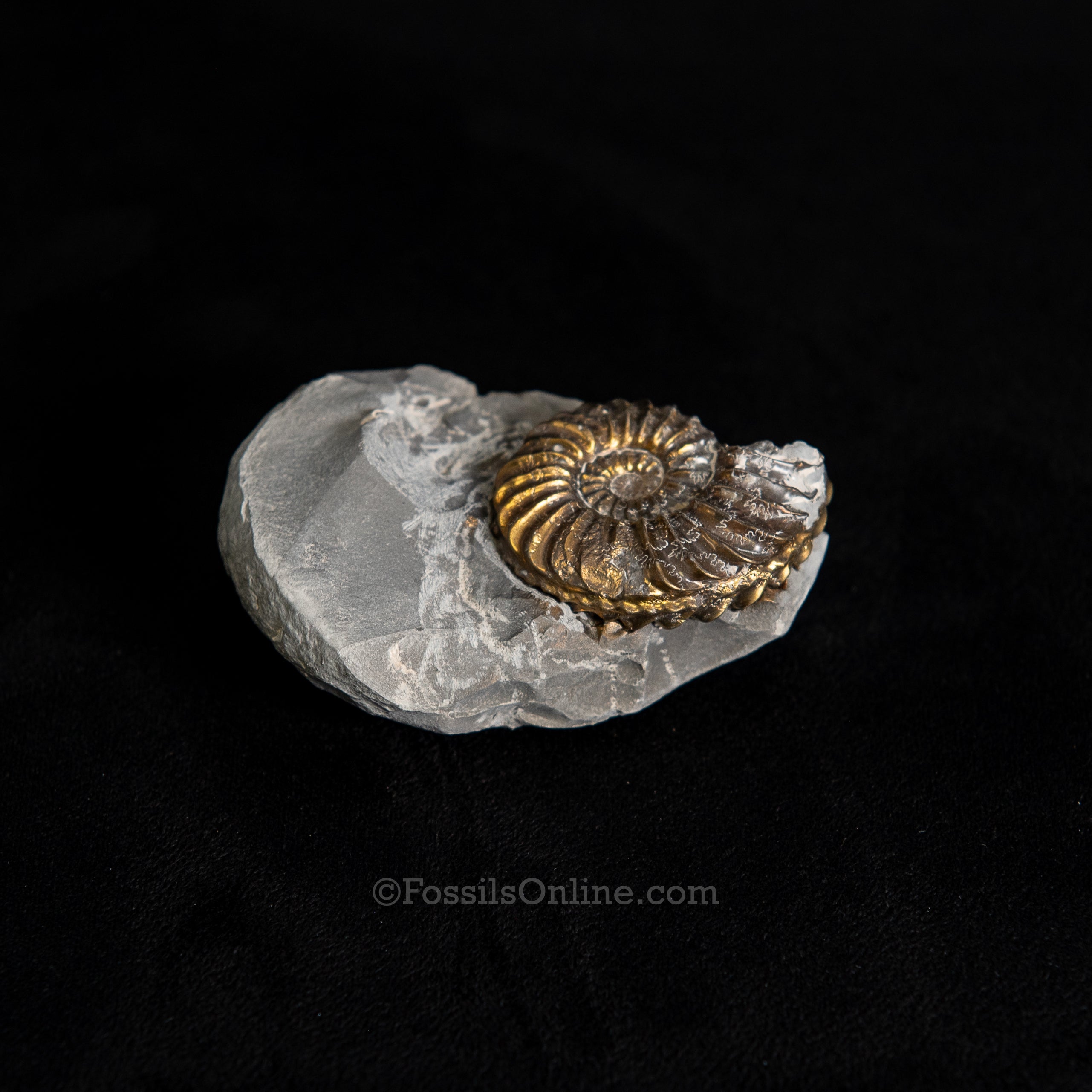 Fossil Pyritized Ammonite with its negative Pleuroceras Jurassic Germany