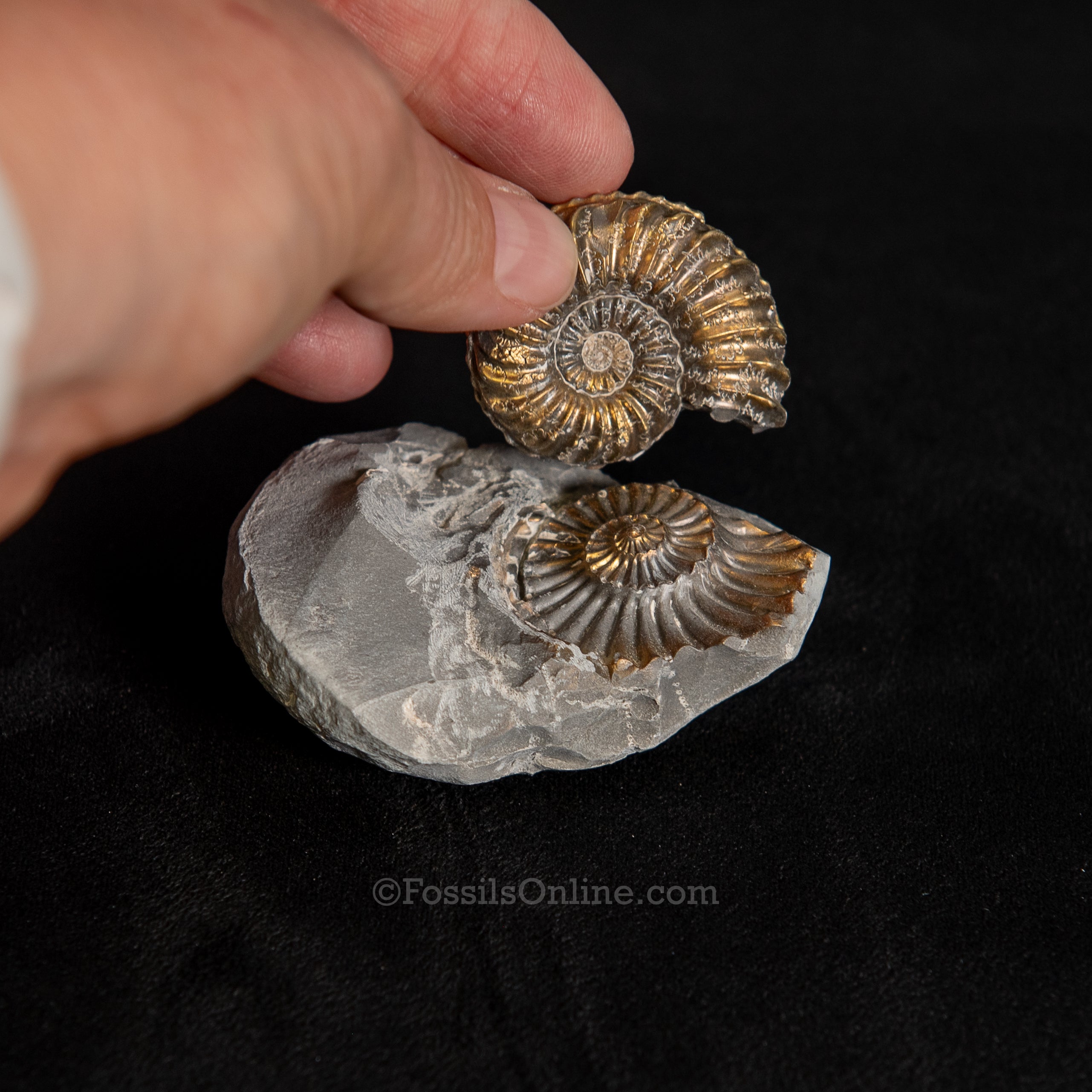 Fossil Pyritized Ammonite with its negative Pleuroceras Jurassic Germany