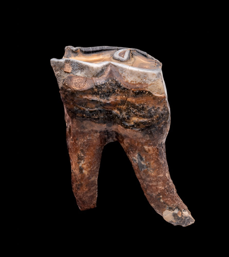 Juvenile Woolly Rhino Tooth w/ Roots