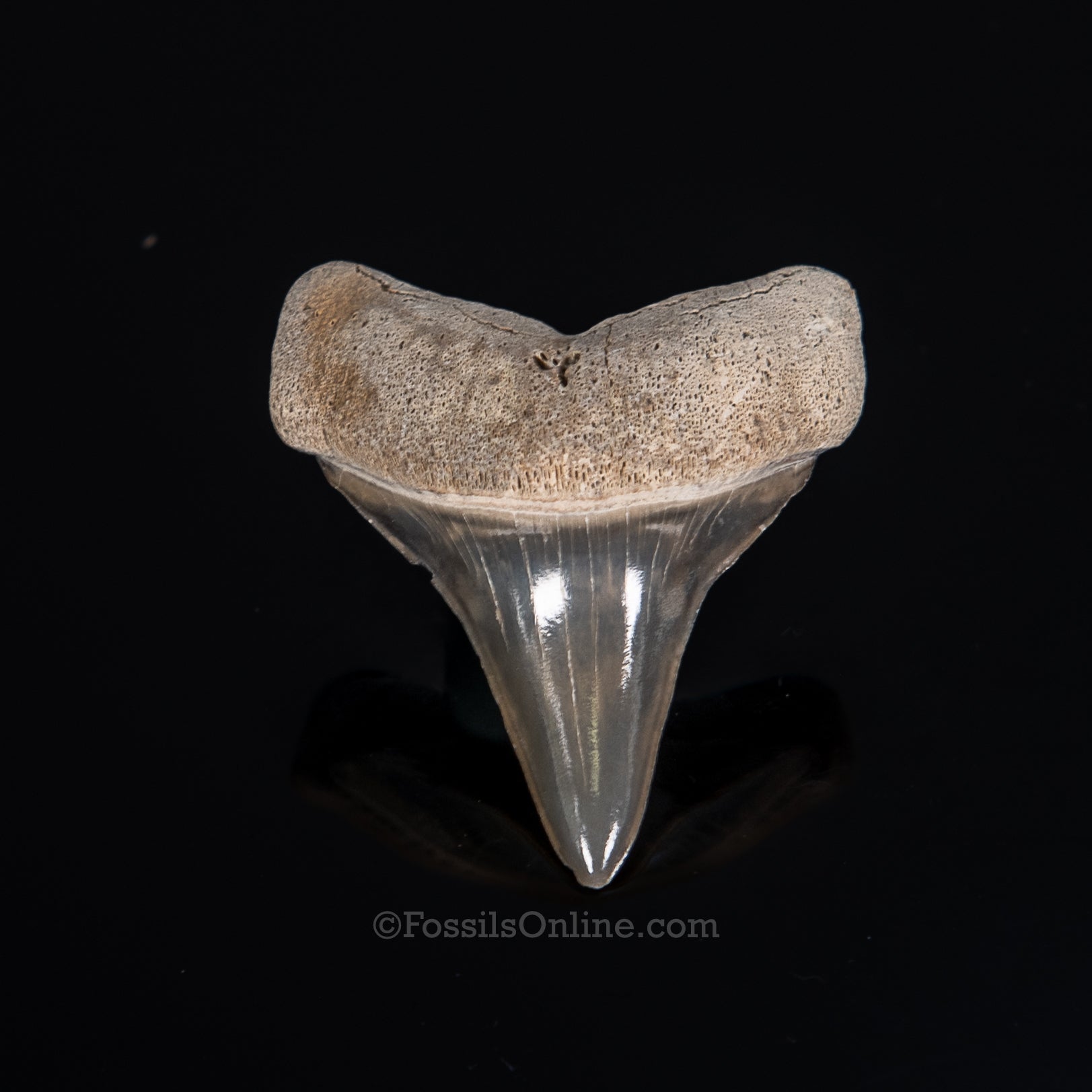 C. hastalis Ancestral Great White Lee Creek 1.51"