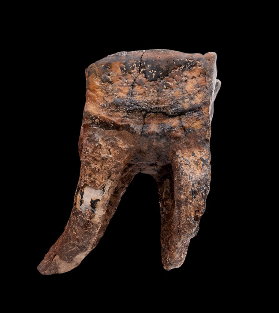 Juvenile Woolly Rhino Tooth w/ Roots