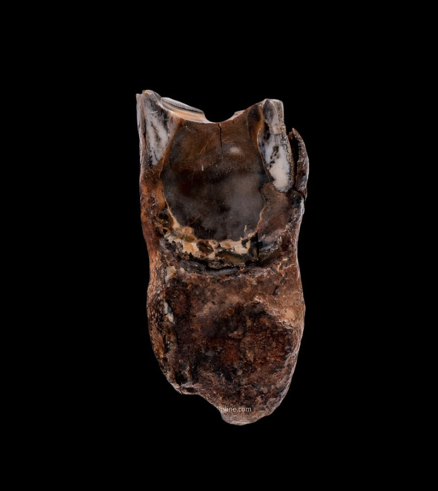 Juvenile Woolly Rhino Tooth w/ Roots
