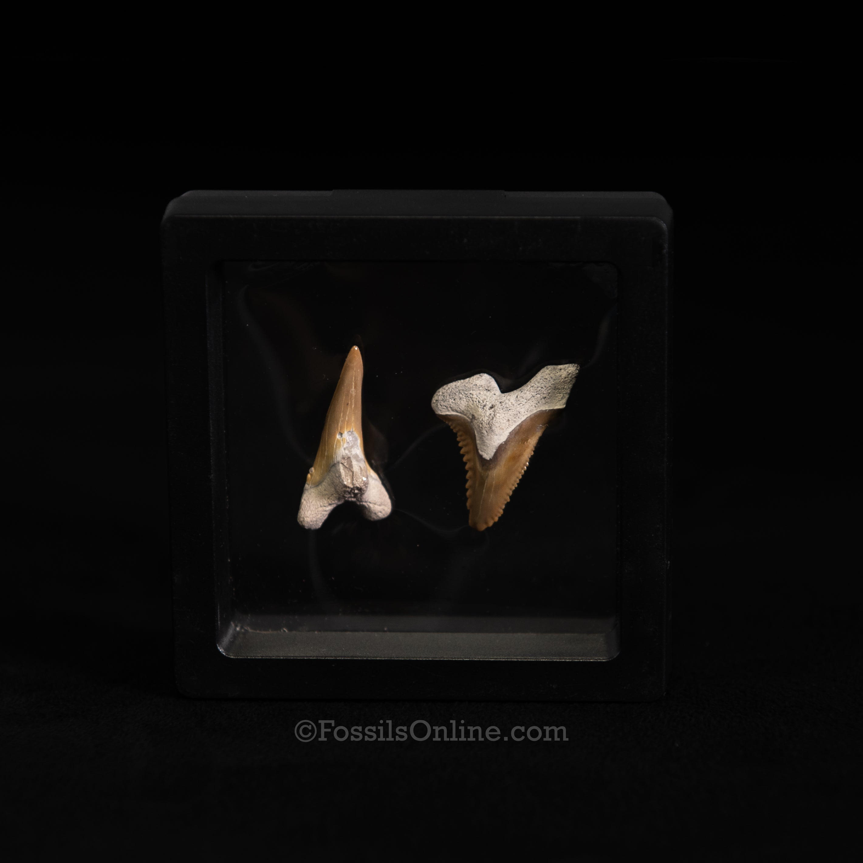 Hemipristis Shark Tooth Pair – Bone Valley, Florida (3" Display Case)
