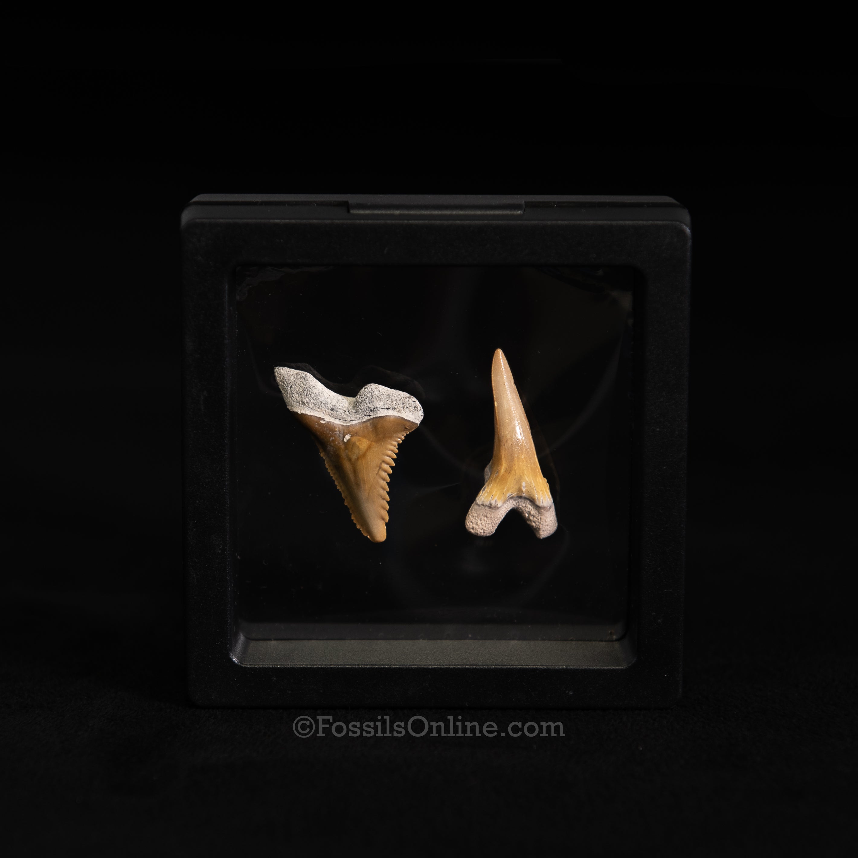 Hemipristis Shark Tooth Pair – Bone Valley, Florida (3" Display Case)