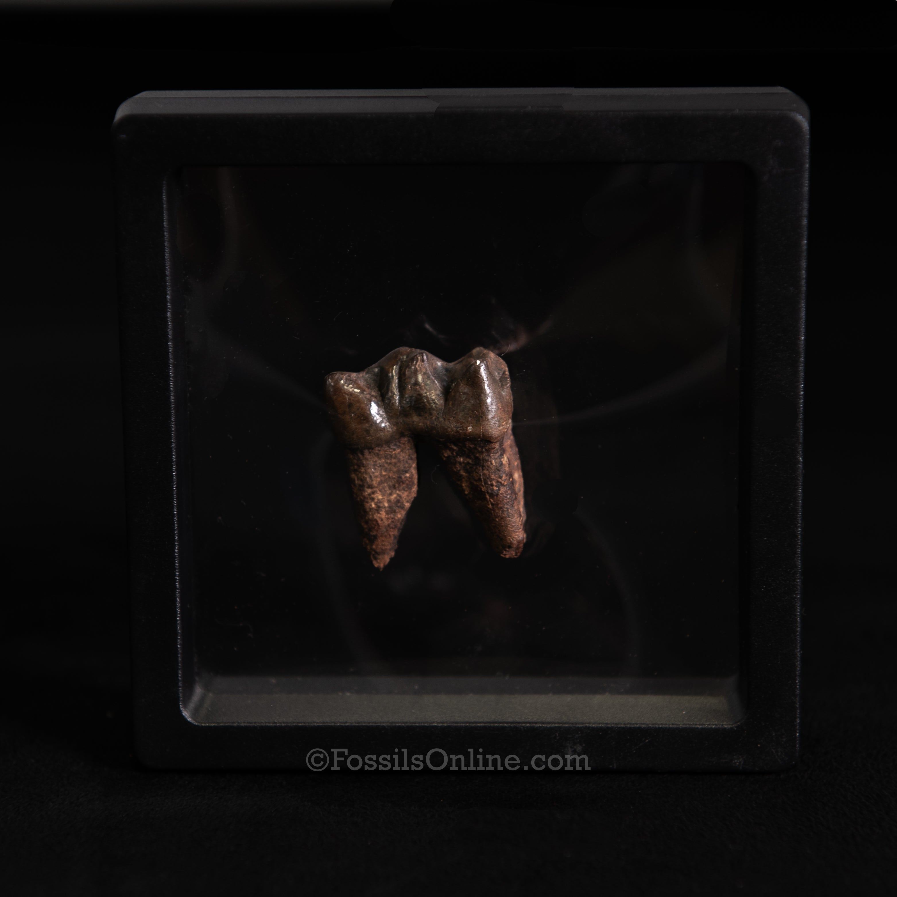 Fossil Tapir Tooth