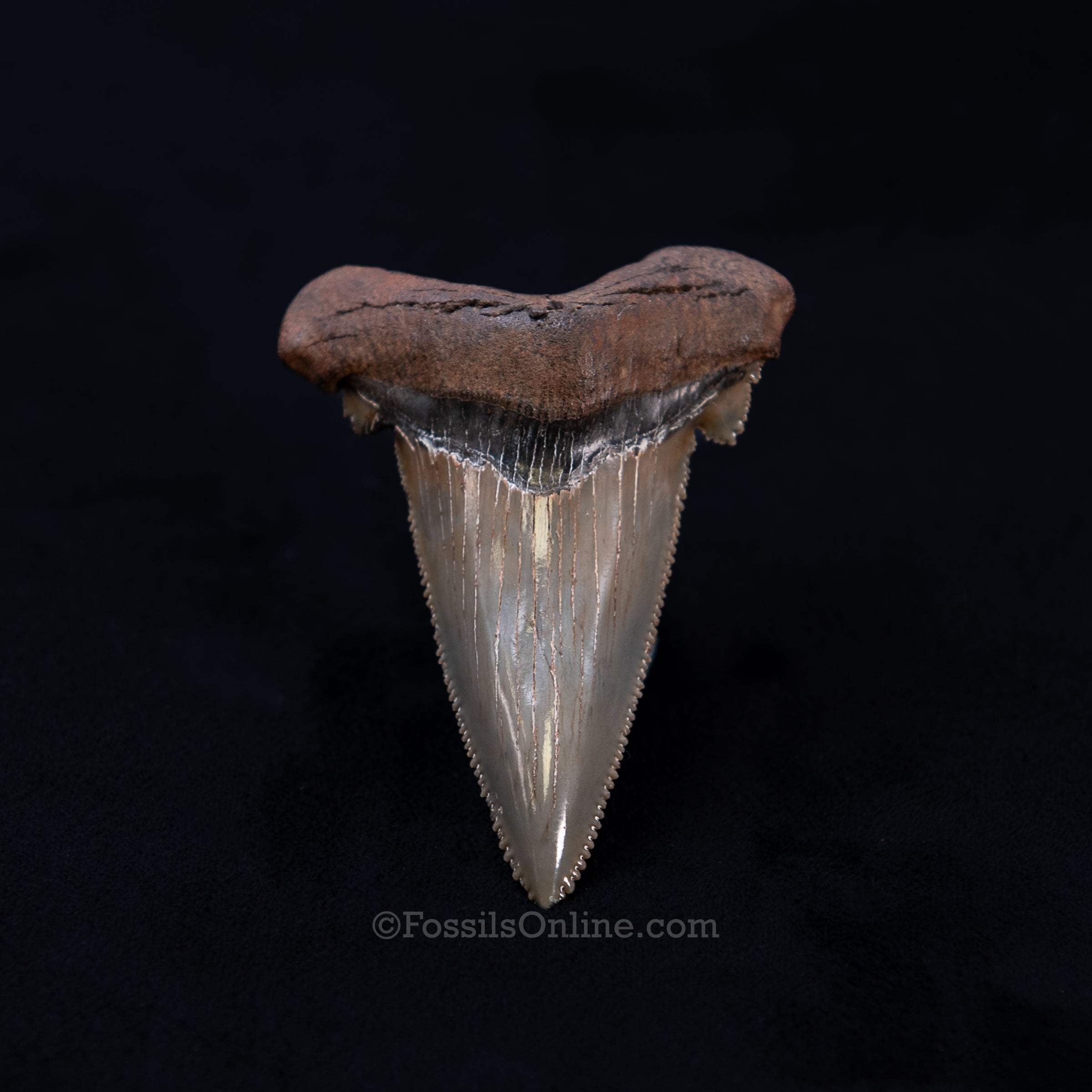 Gem Carcharocles sokolowi Tooth 2.69"