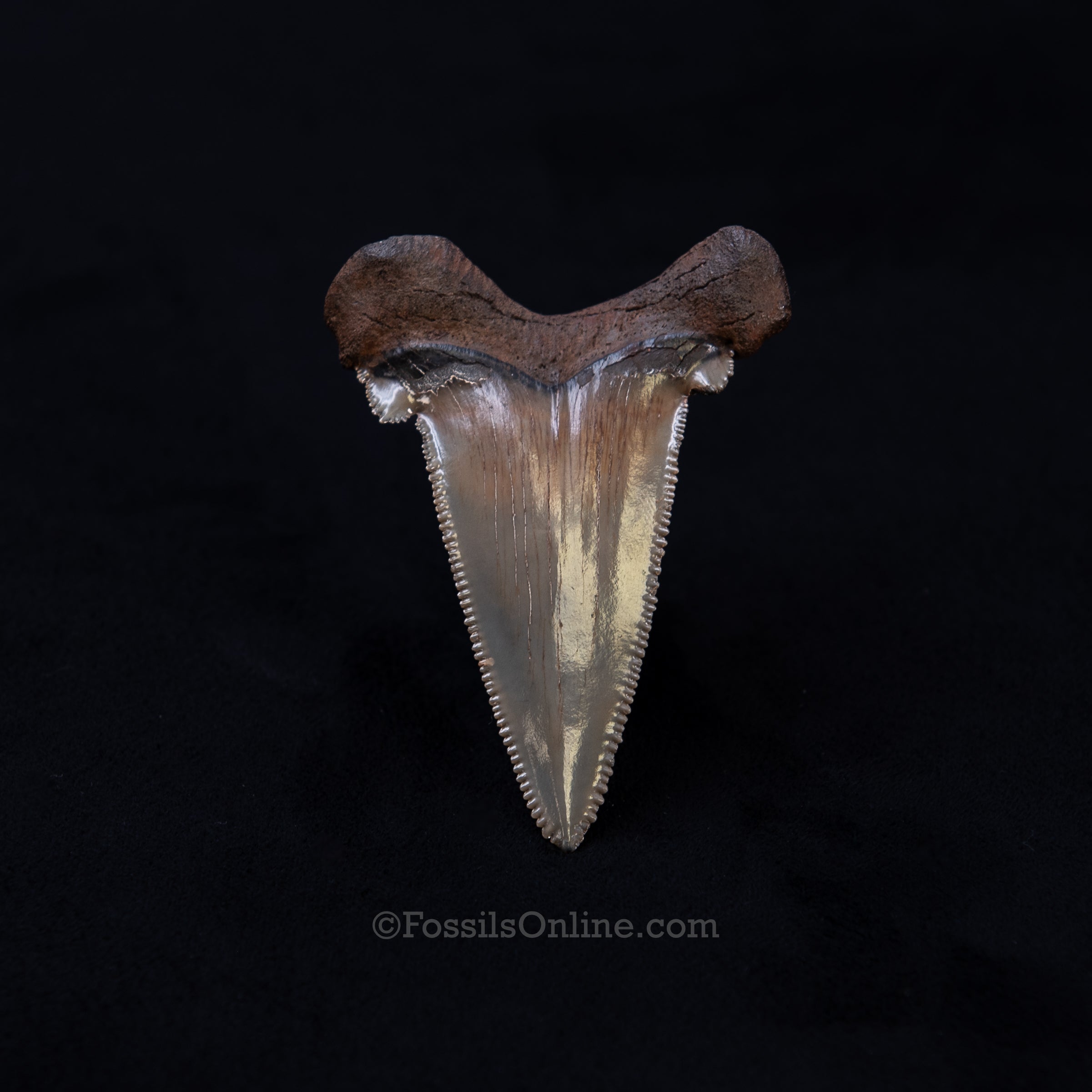 Gem Carcharocles sokolowi Tooth 2.69"