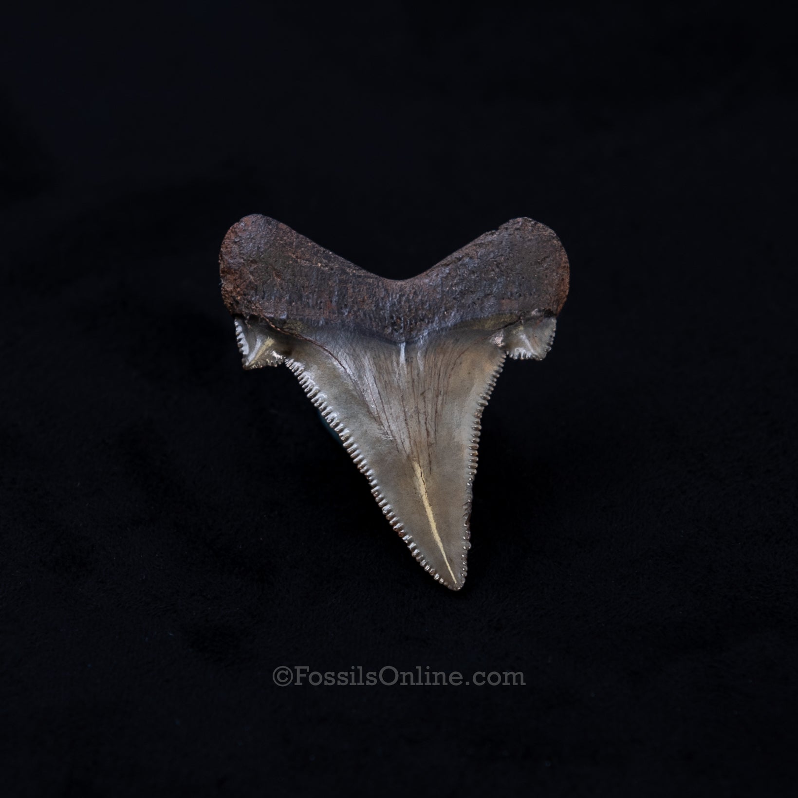 Carcharocles sokolowi Tooth 1.77"