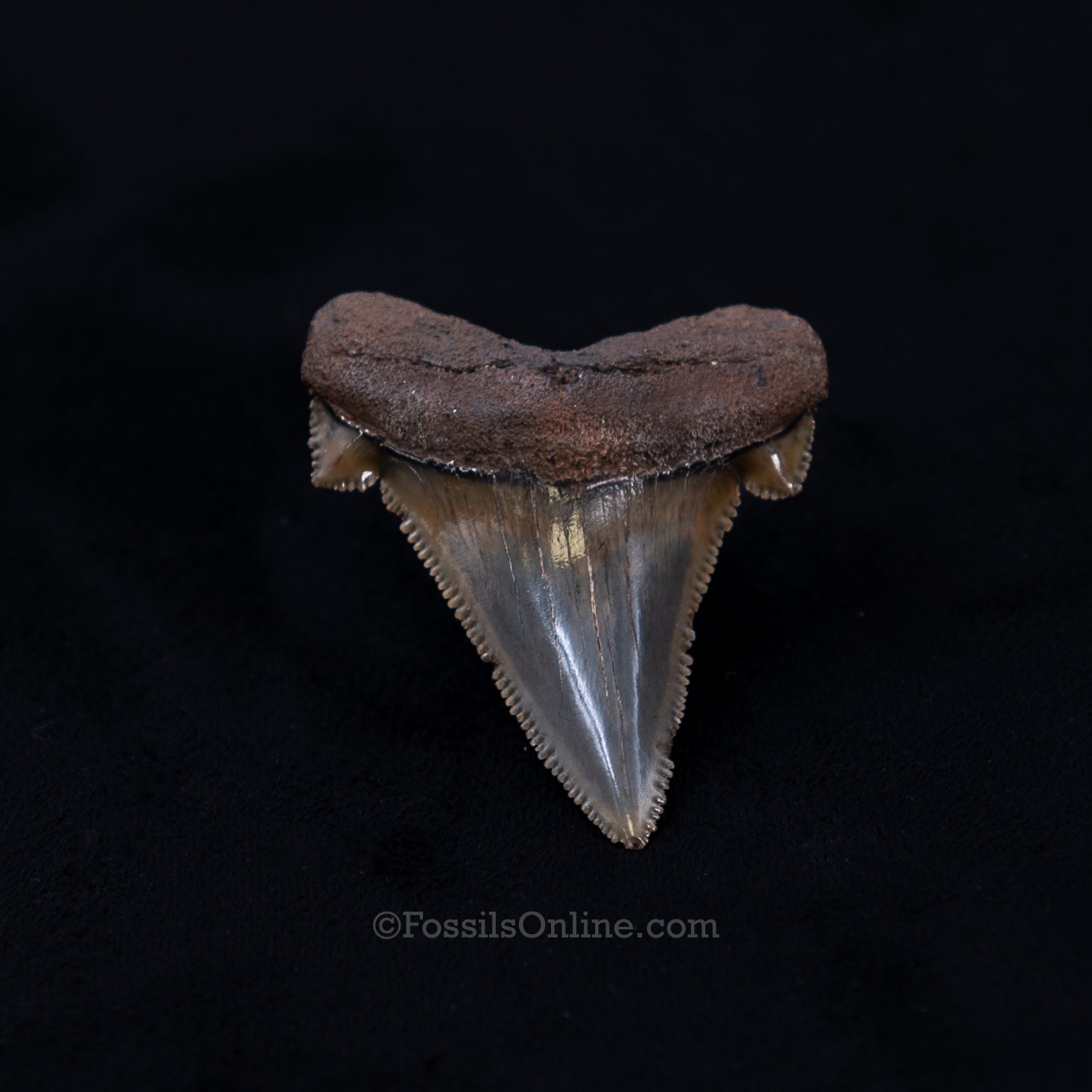 Carcharocles sokolowi Tooth 1.77"