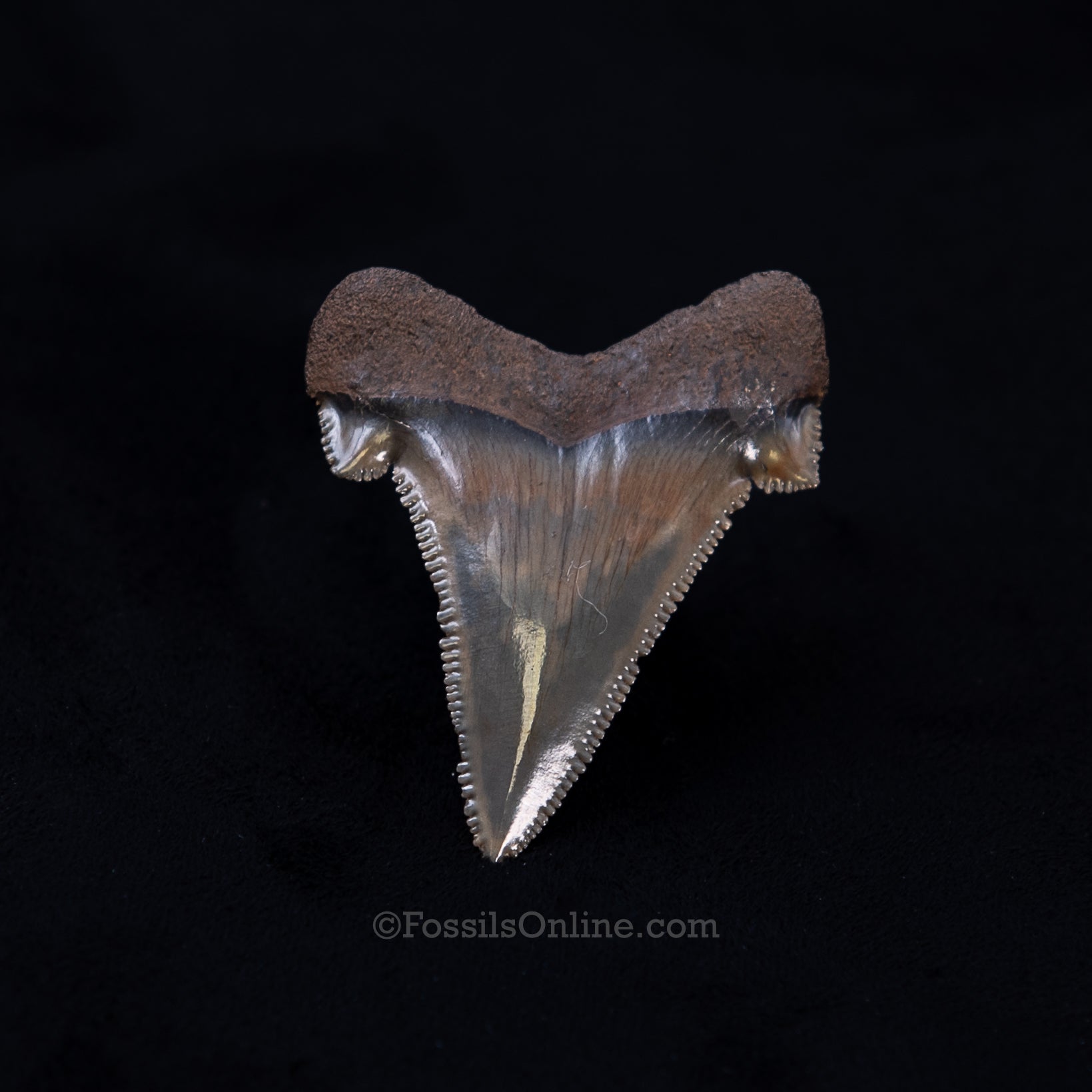 Carcharocles sokolowi Tooth 1.77"