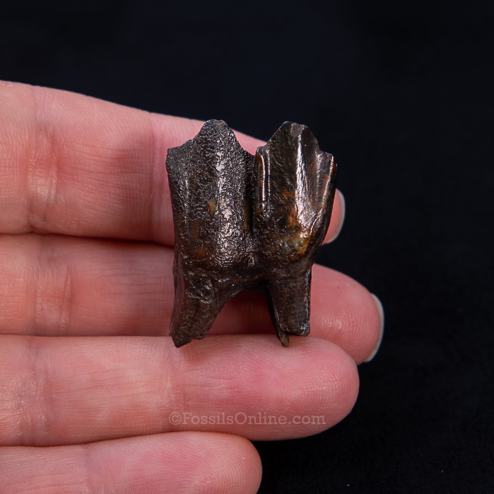 Fossil Camel Tooth – Suwannee River, Florida (3" Display Case)