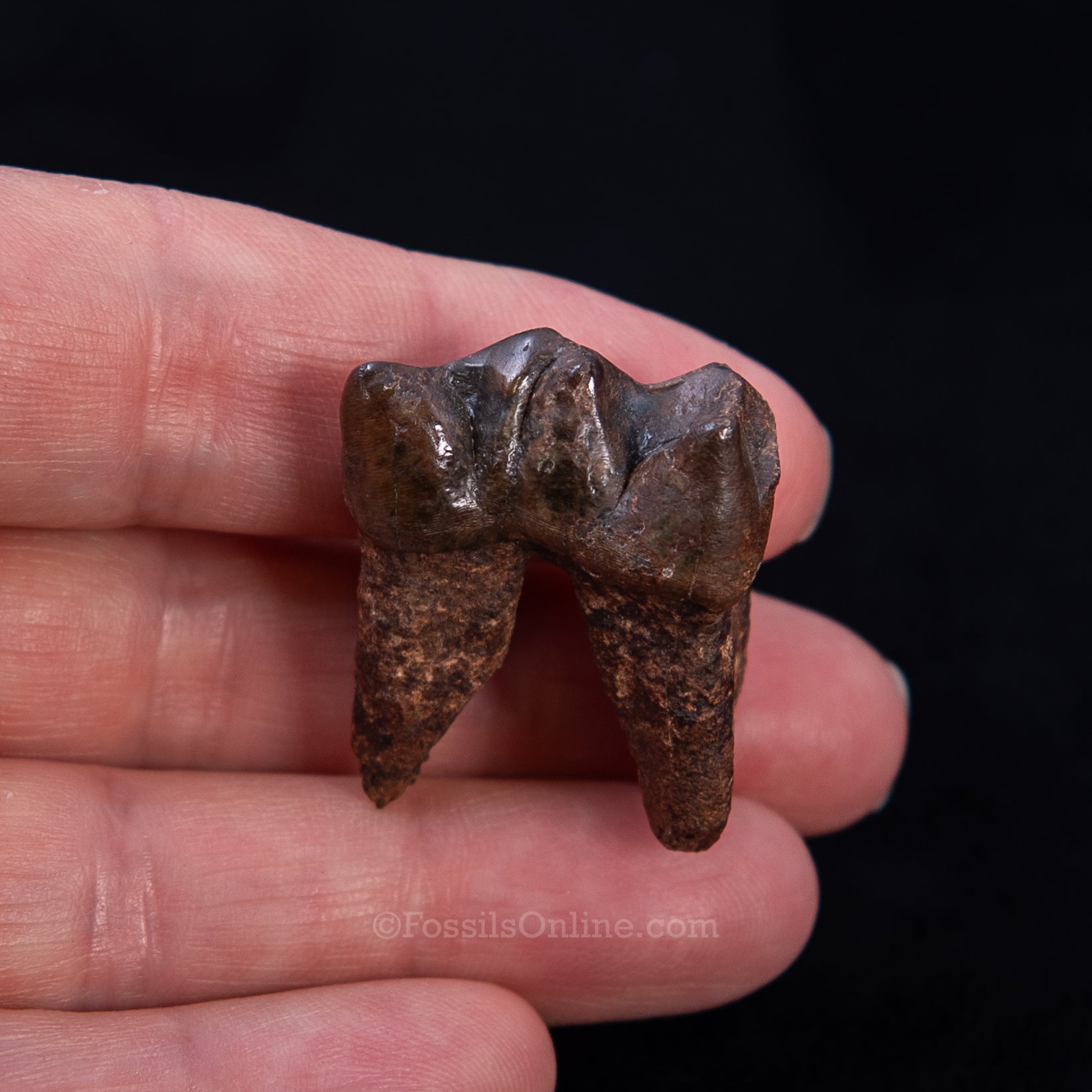 Fossil Tapir Tooth