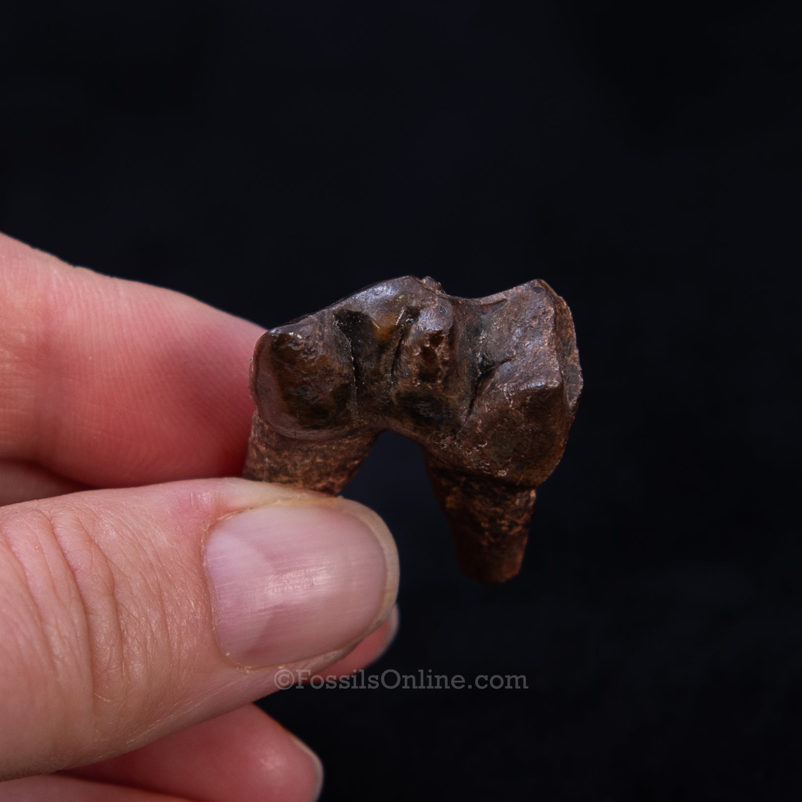 Fossil Tapir Tooth