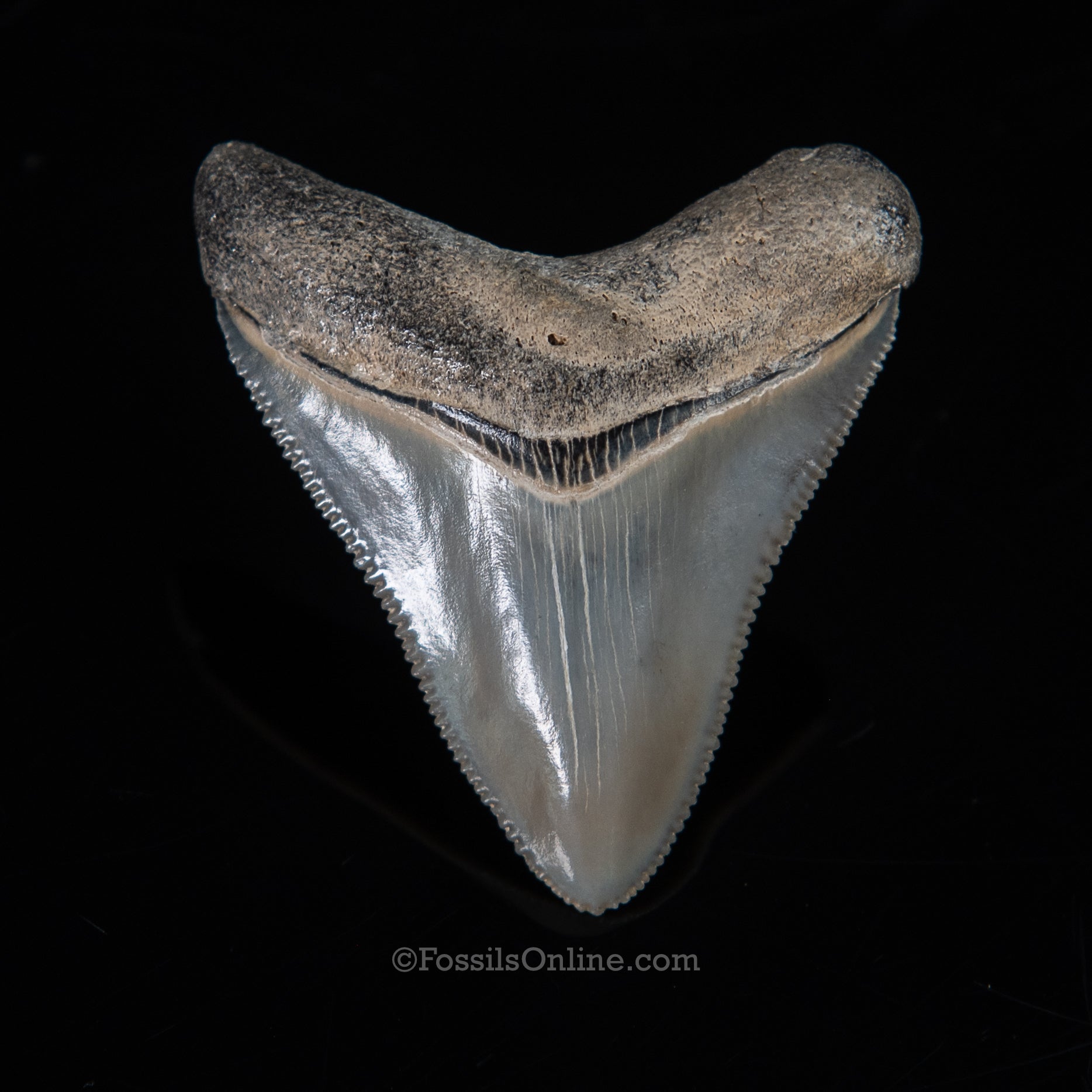 Venice Megalodon 1.83"