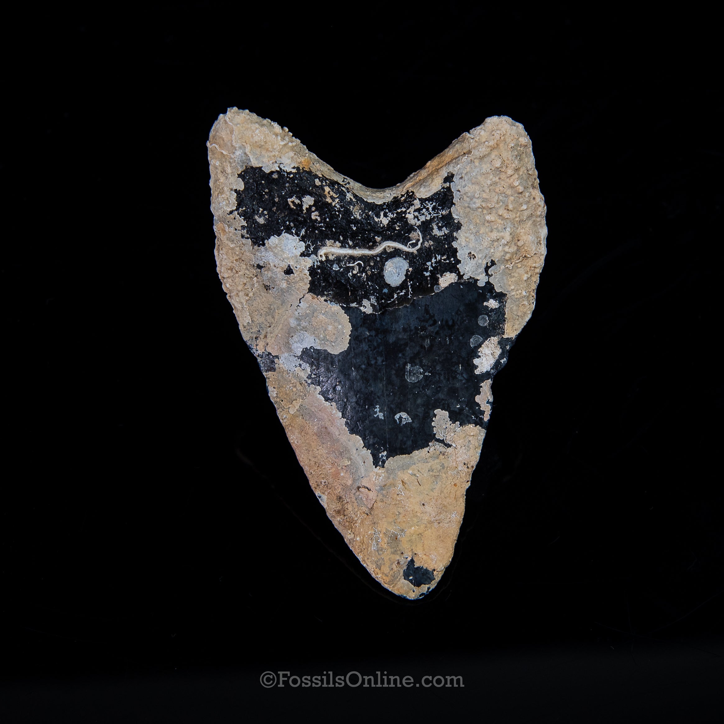 Encrusted Venice Megalodon 3.73"