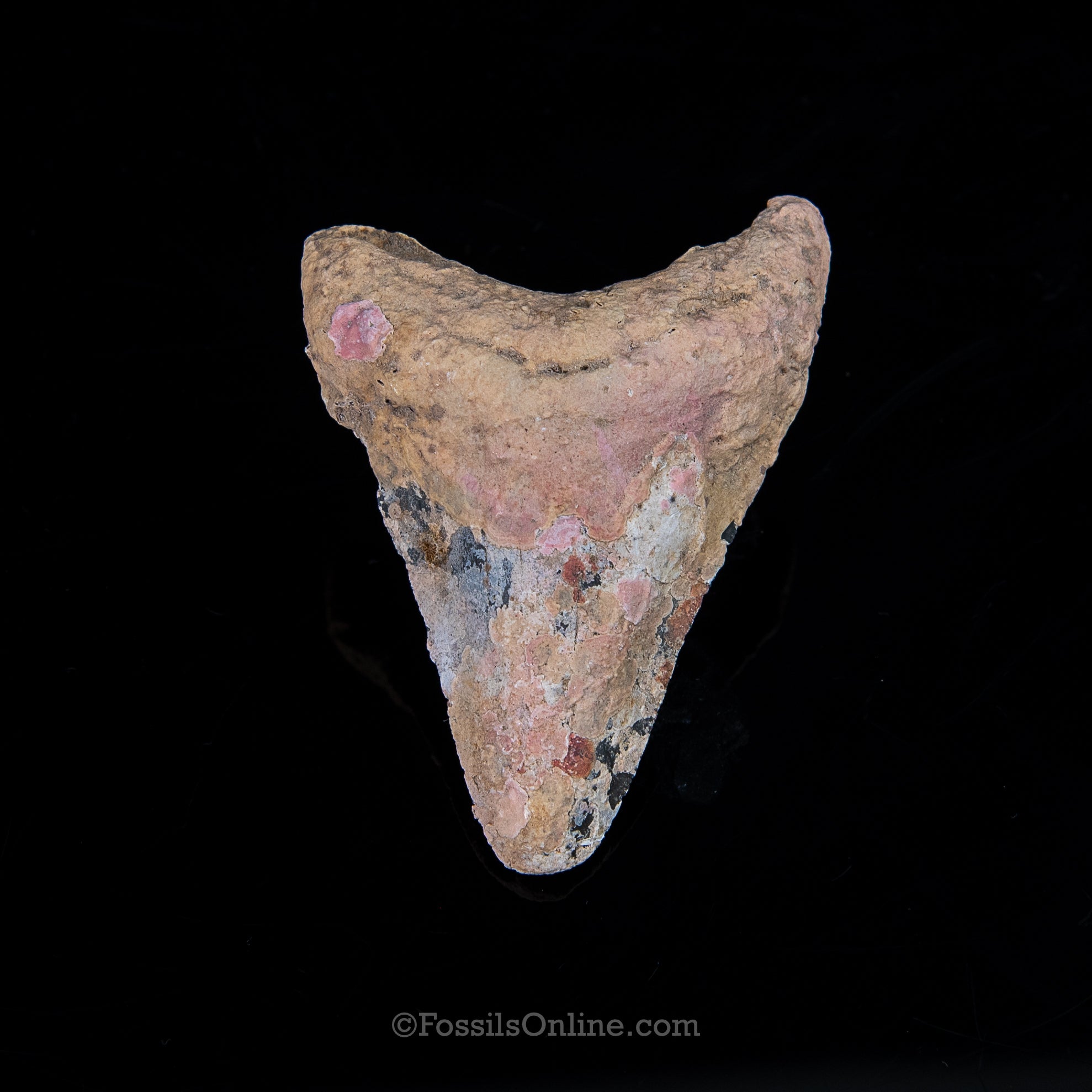 Encrusted Venice Megalodon 3.10"