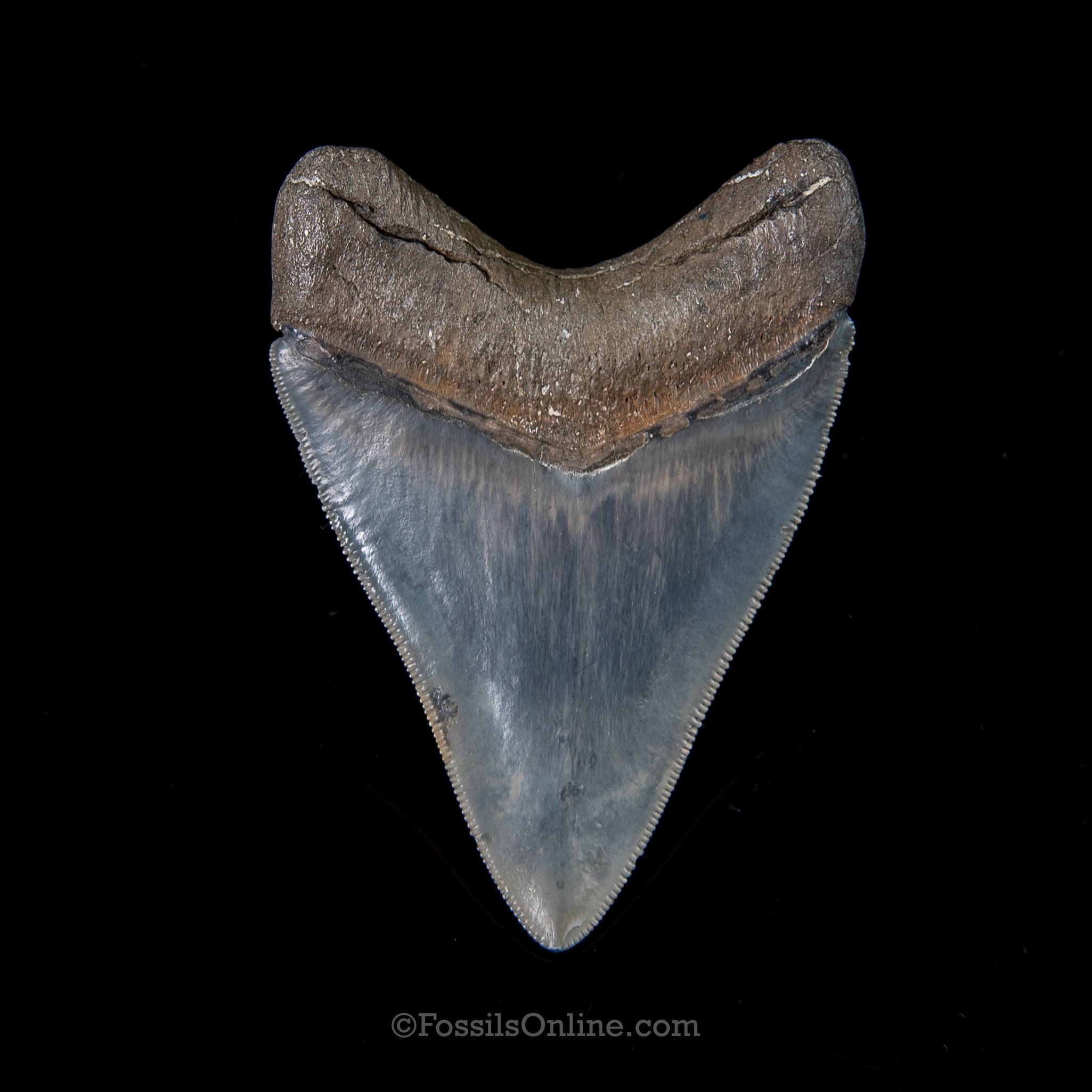 Venice Megalodon 3.67"